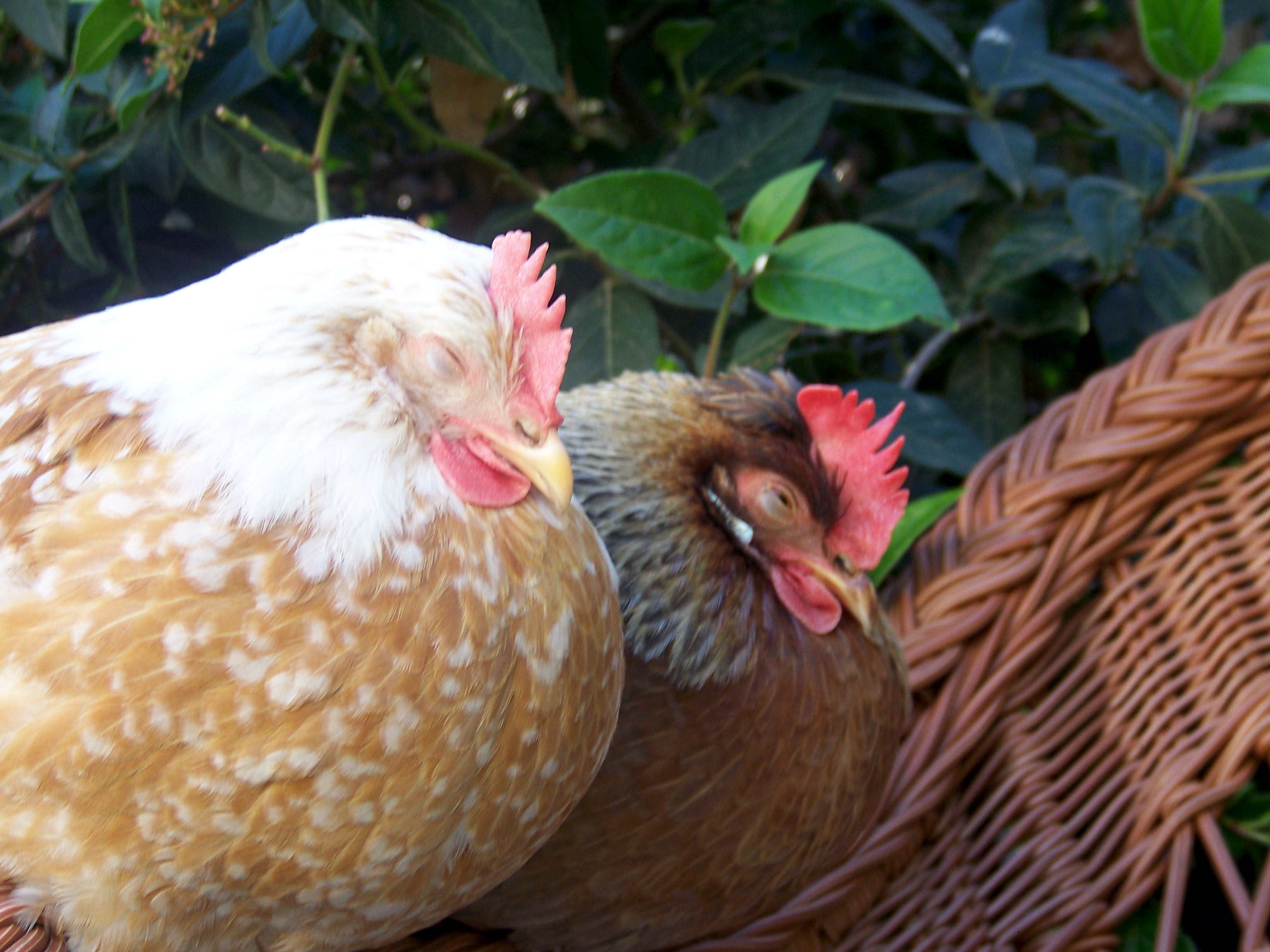 Sleepy Marigold and Millie