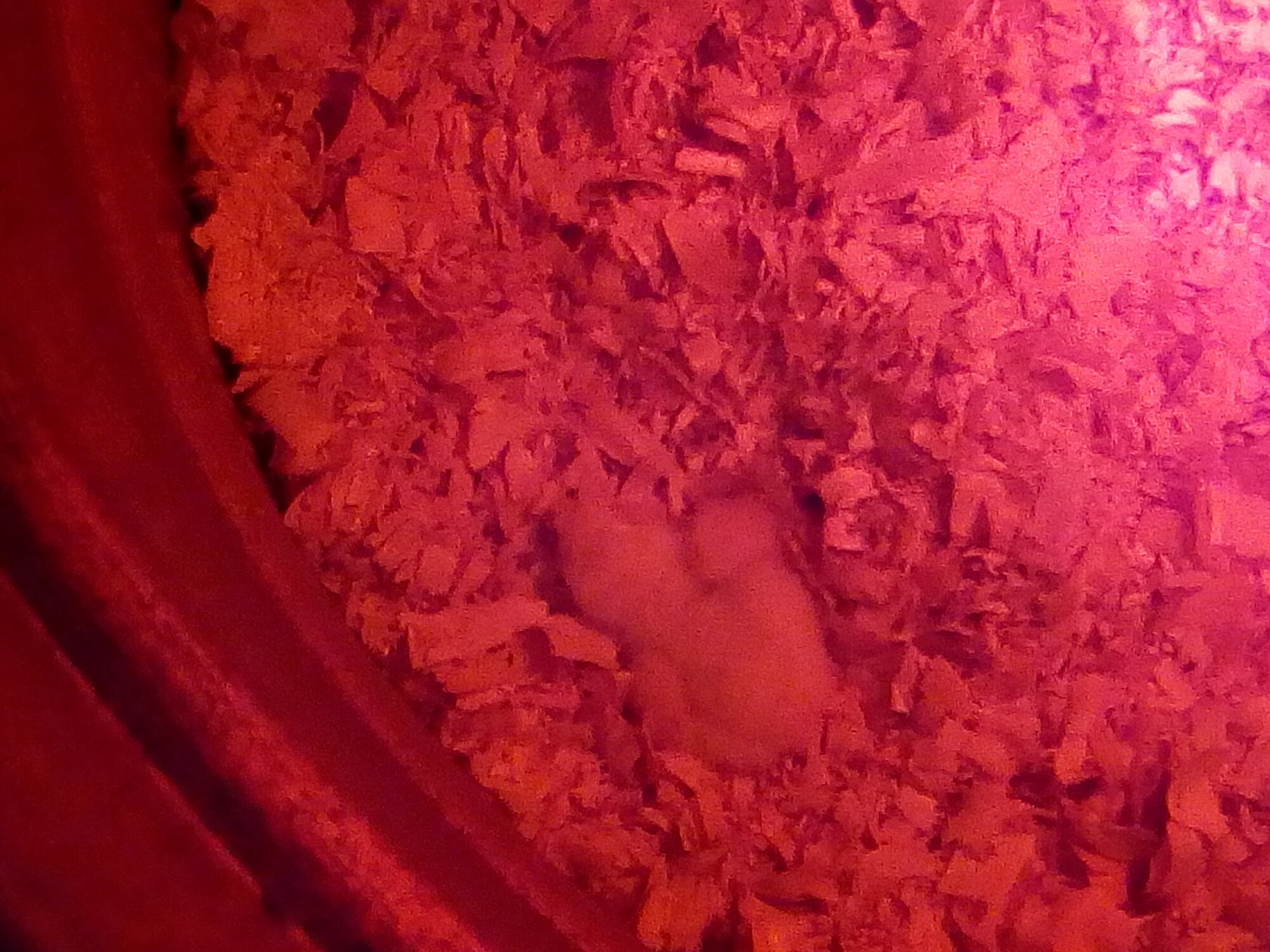 Sleepy silky