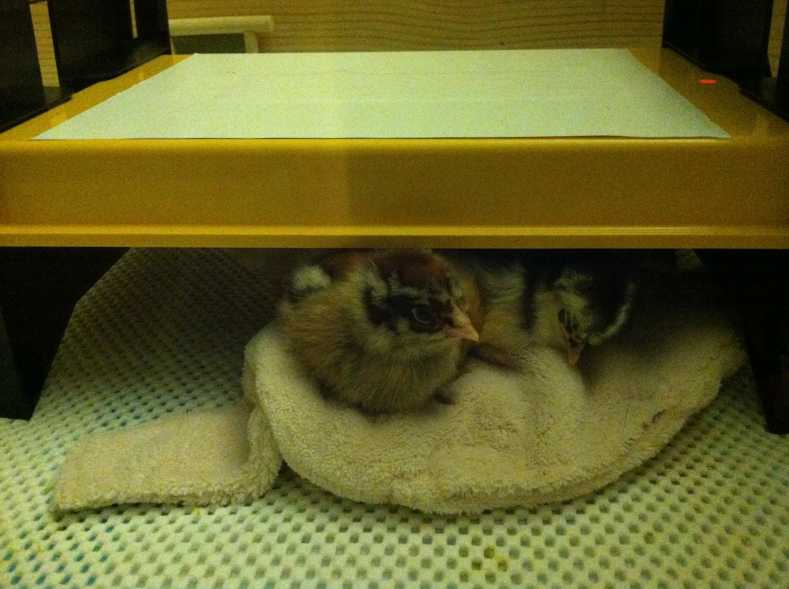 Sleepy speckles