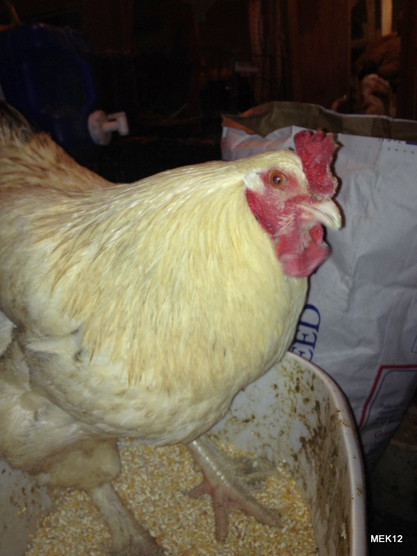 Slick, couldn't wait to get into the food.  Big Lt Brahma rooster
