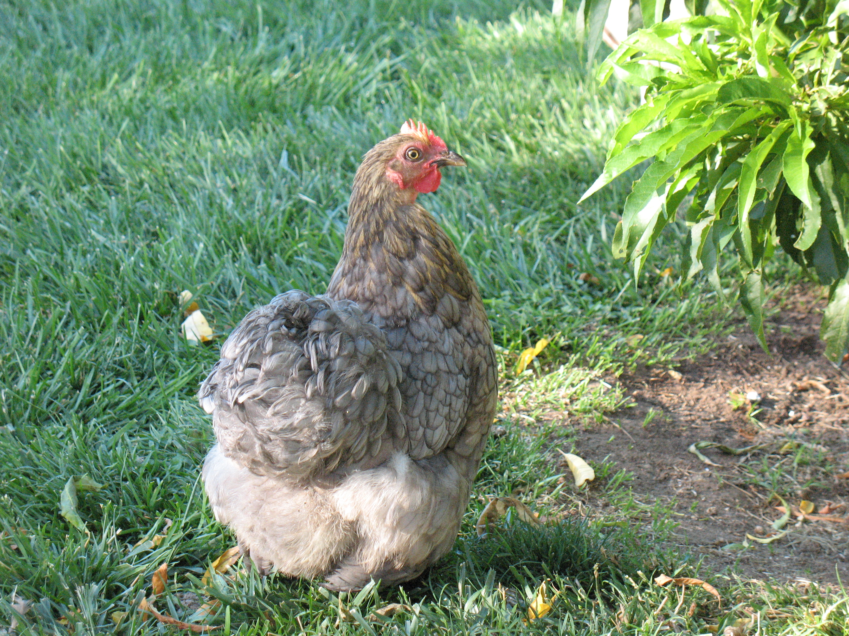 Slippers (Cochin). First year.