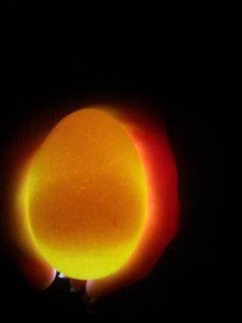 *
slow growing twins yolk #1