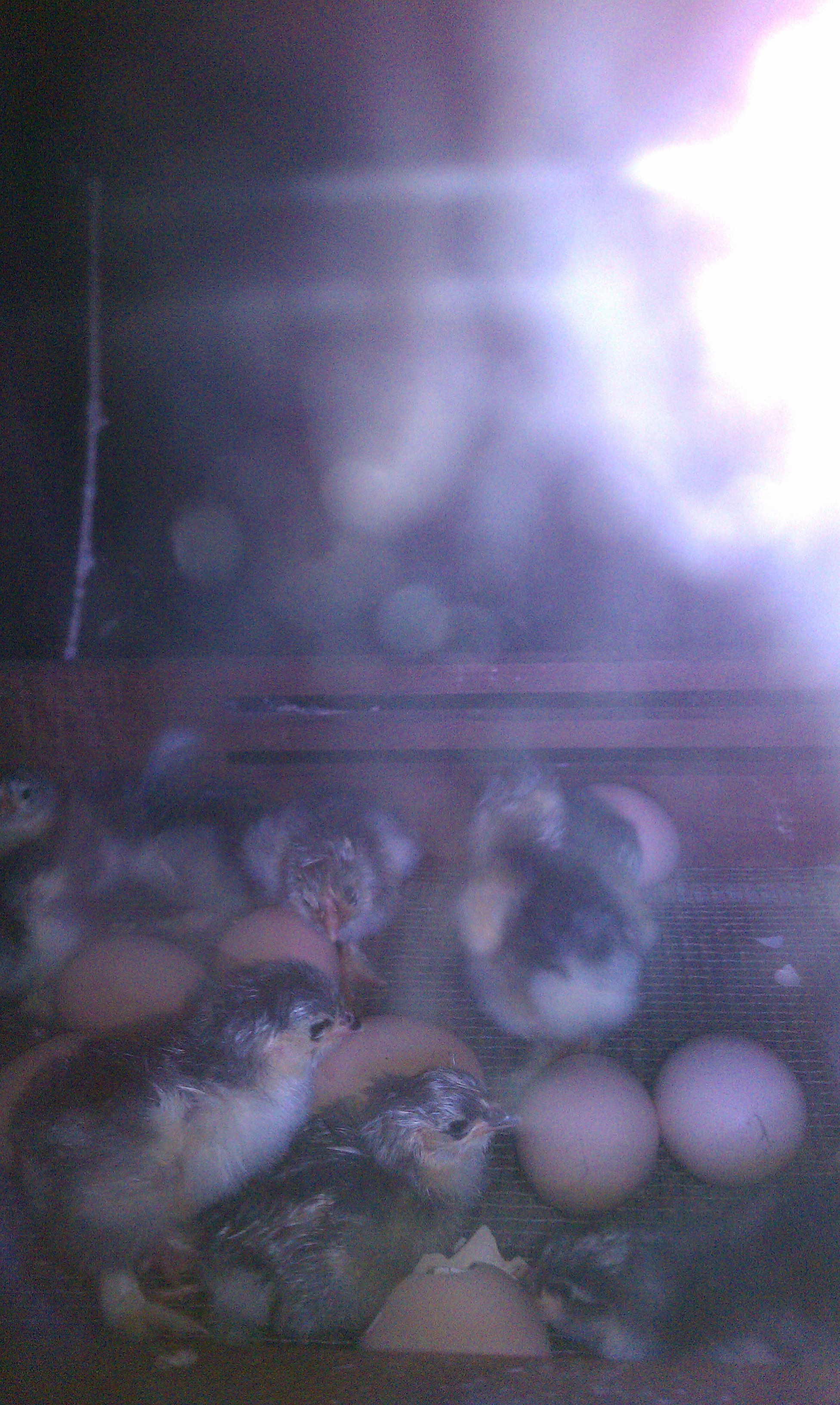 Slowly hatching