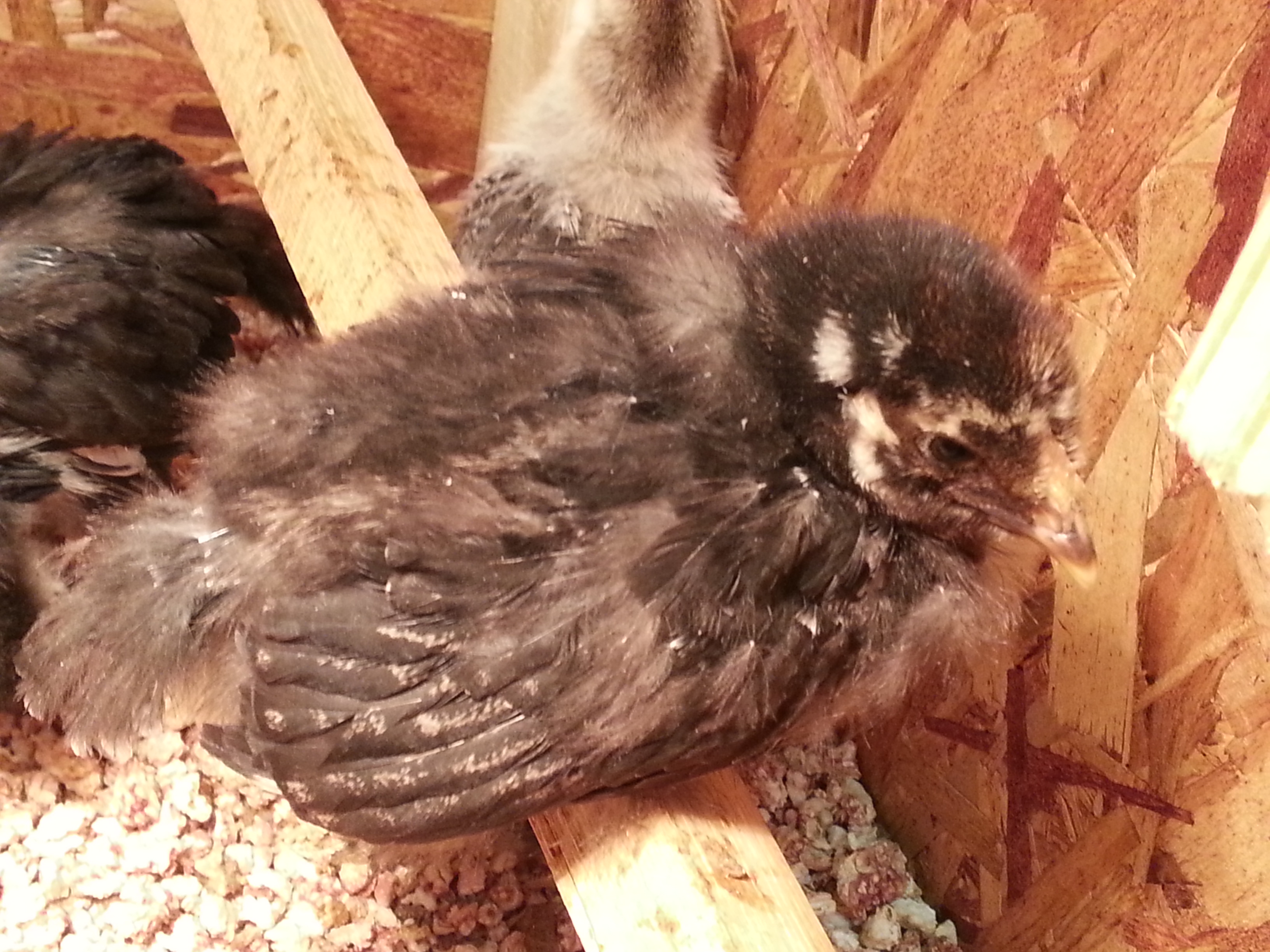 SLW. Almost all (24 total) the babies have figured out how to roost