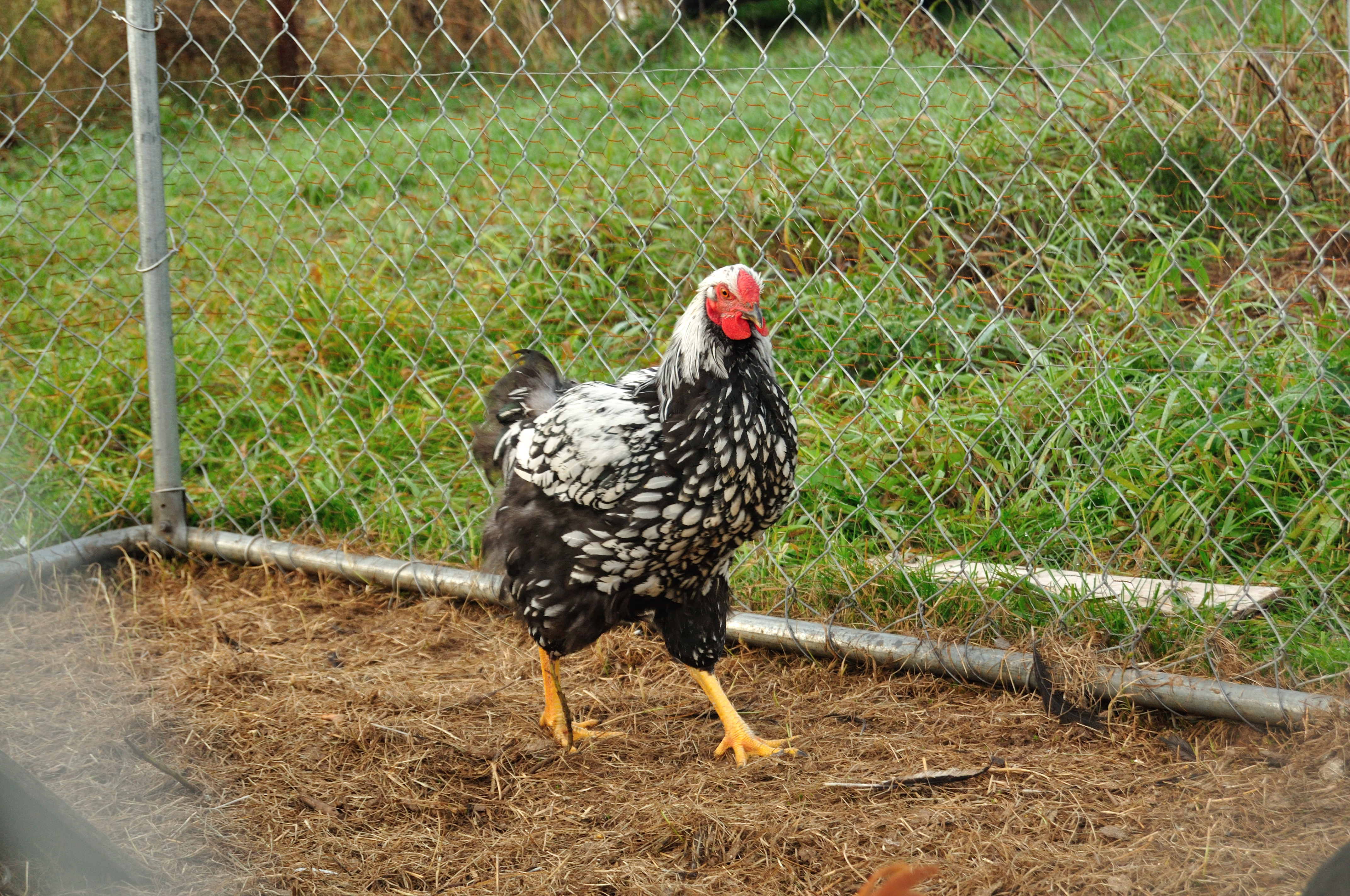 SLW Cockerel
I purchased him as a show bird, not sure if he'll meet the requirements.