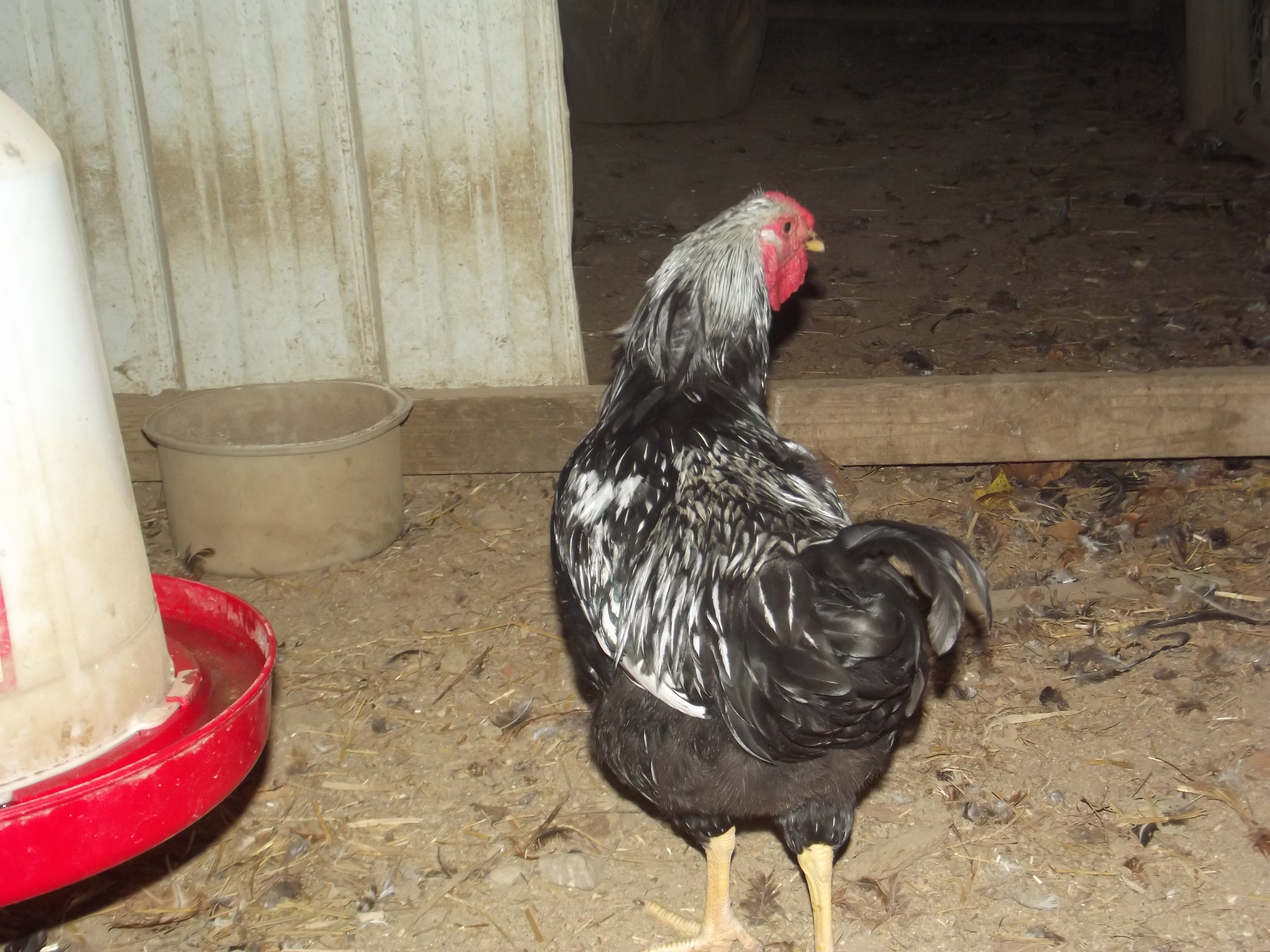 SLW Cockrel