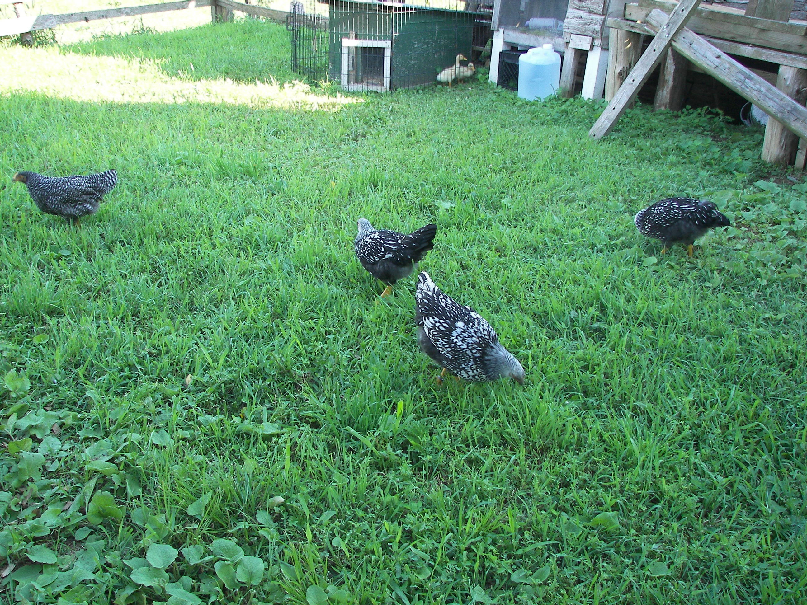 SLW & PBR hens... oh and two 3wk old pekin ducklings in the background.