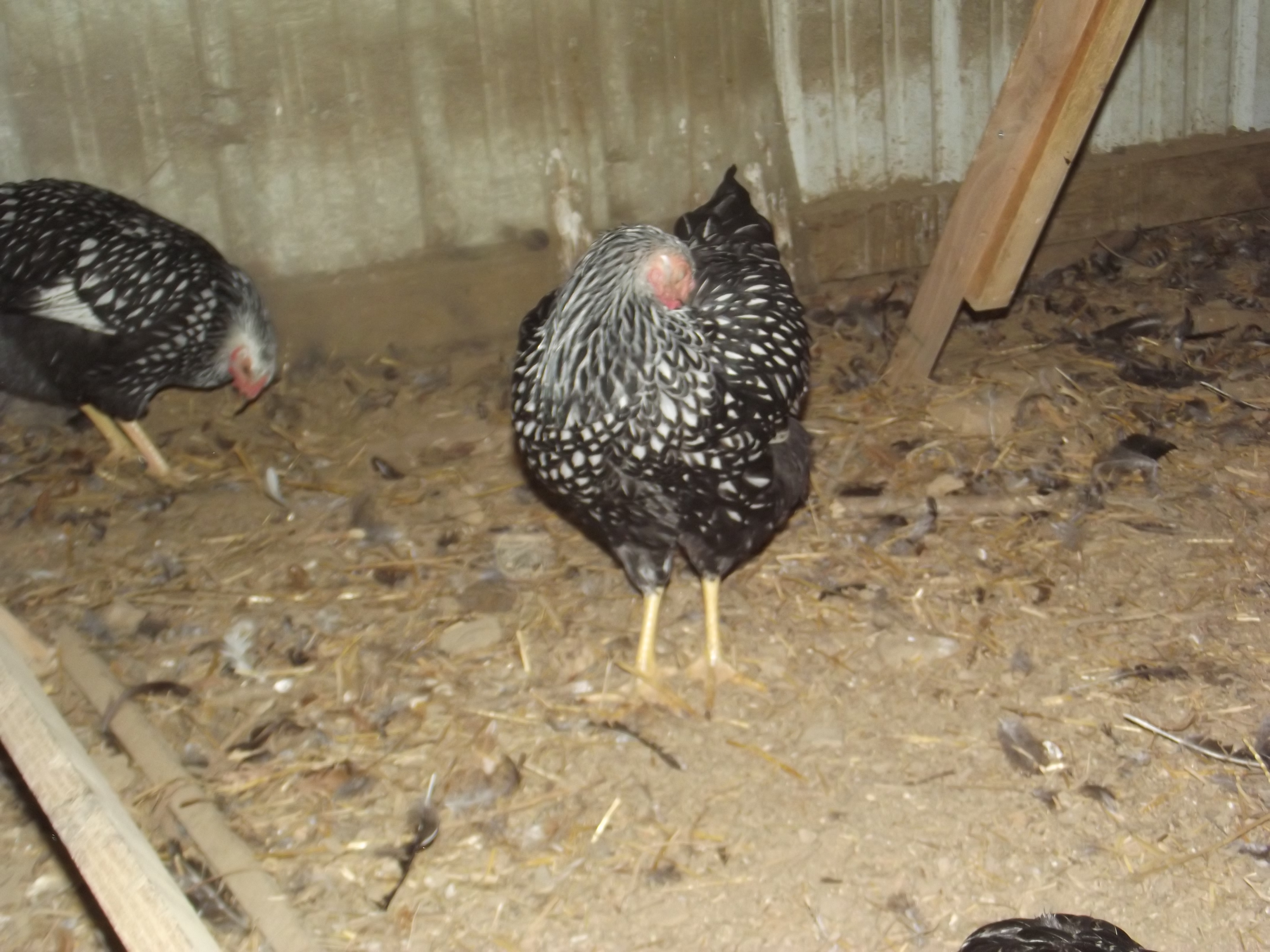 SLW Pullet
