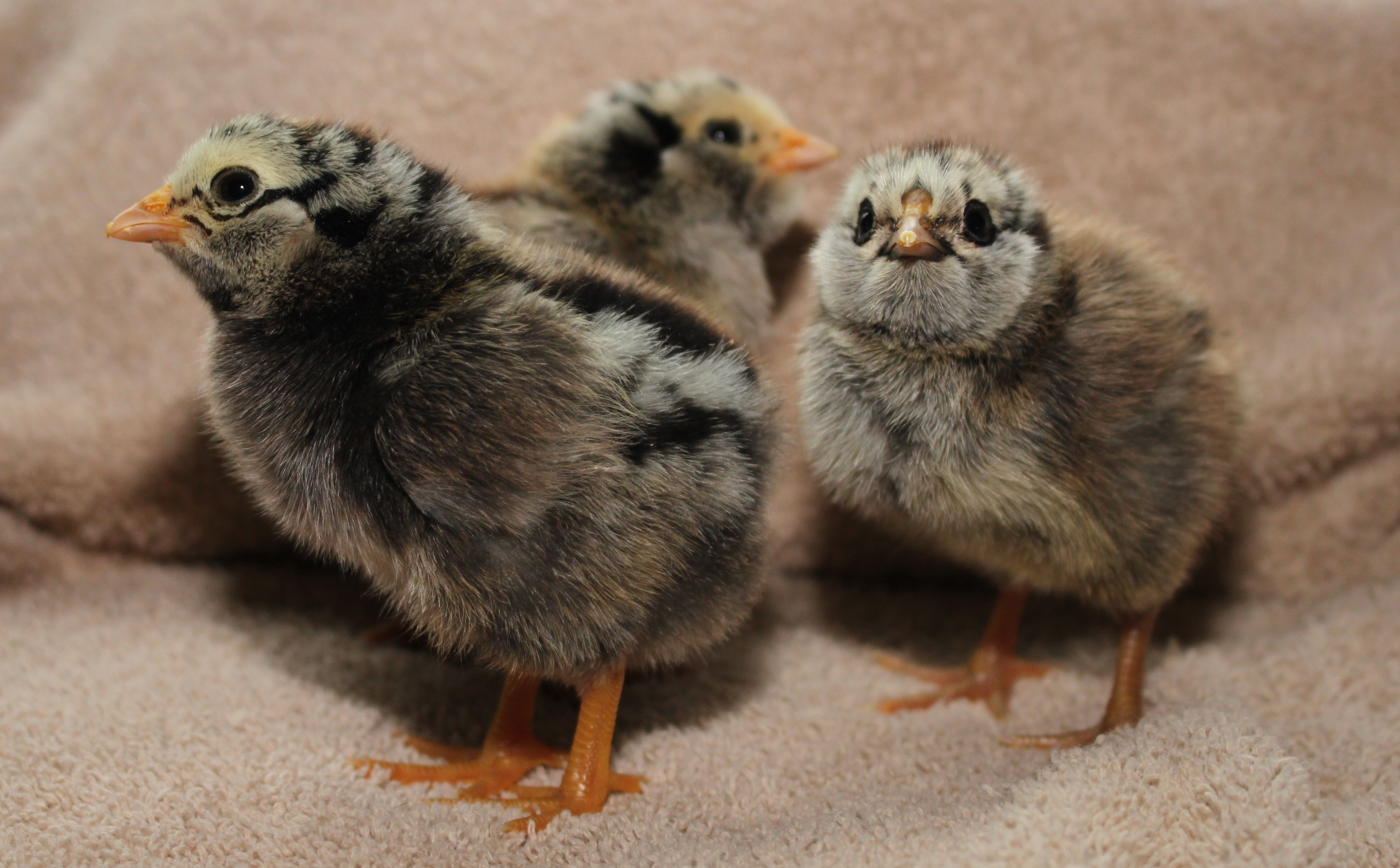 SLW x EE chicks a few days old