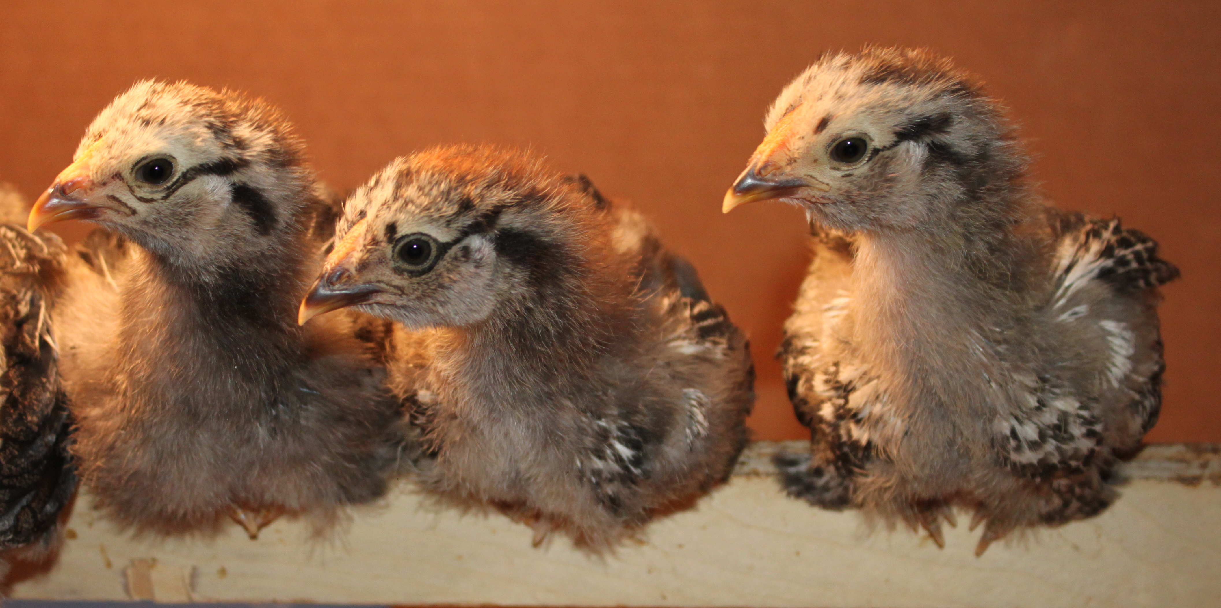 SLW x EEmom, OE mom, EE mom  2.5 weeks