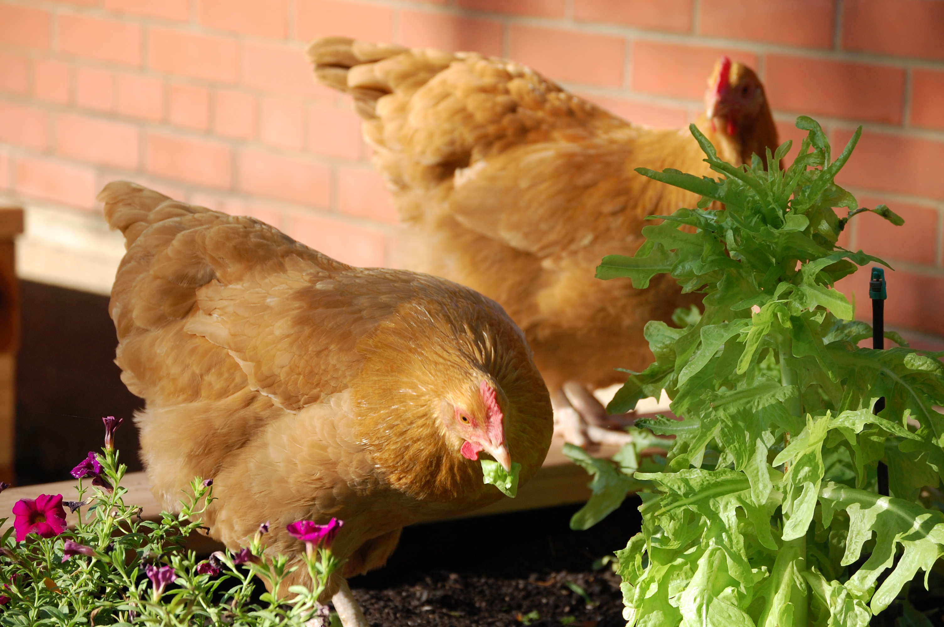 Sly Buttercup and Sugar Cookie snacking on some lettuce
