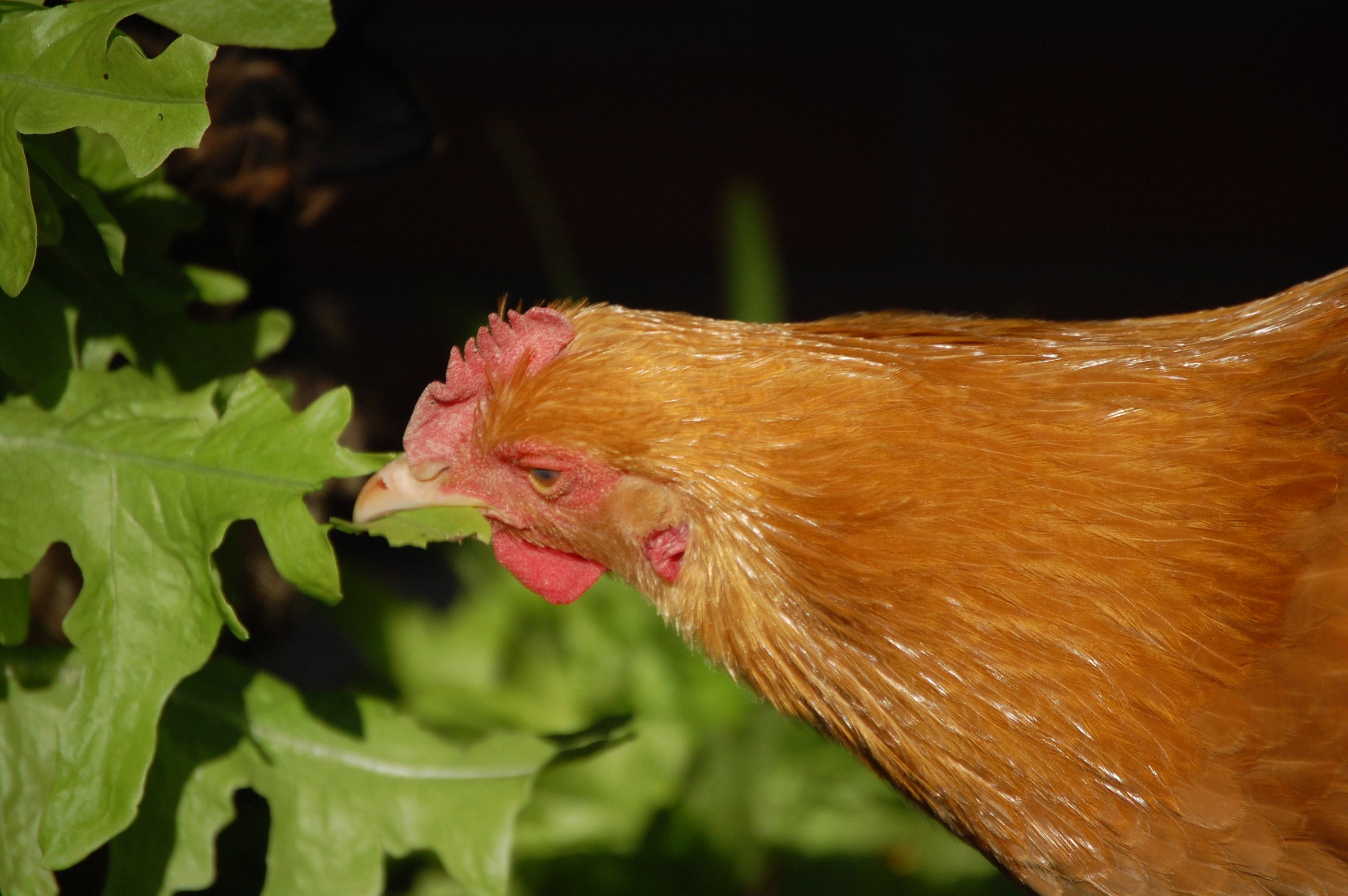 Sly Buttercup (Buff Orpington)
