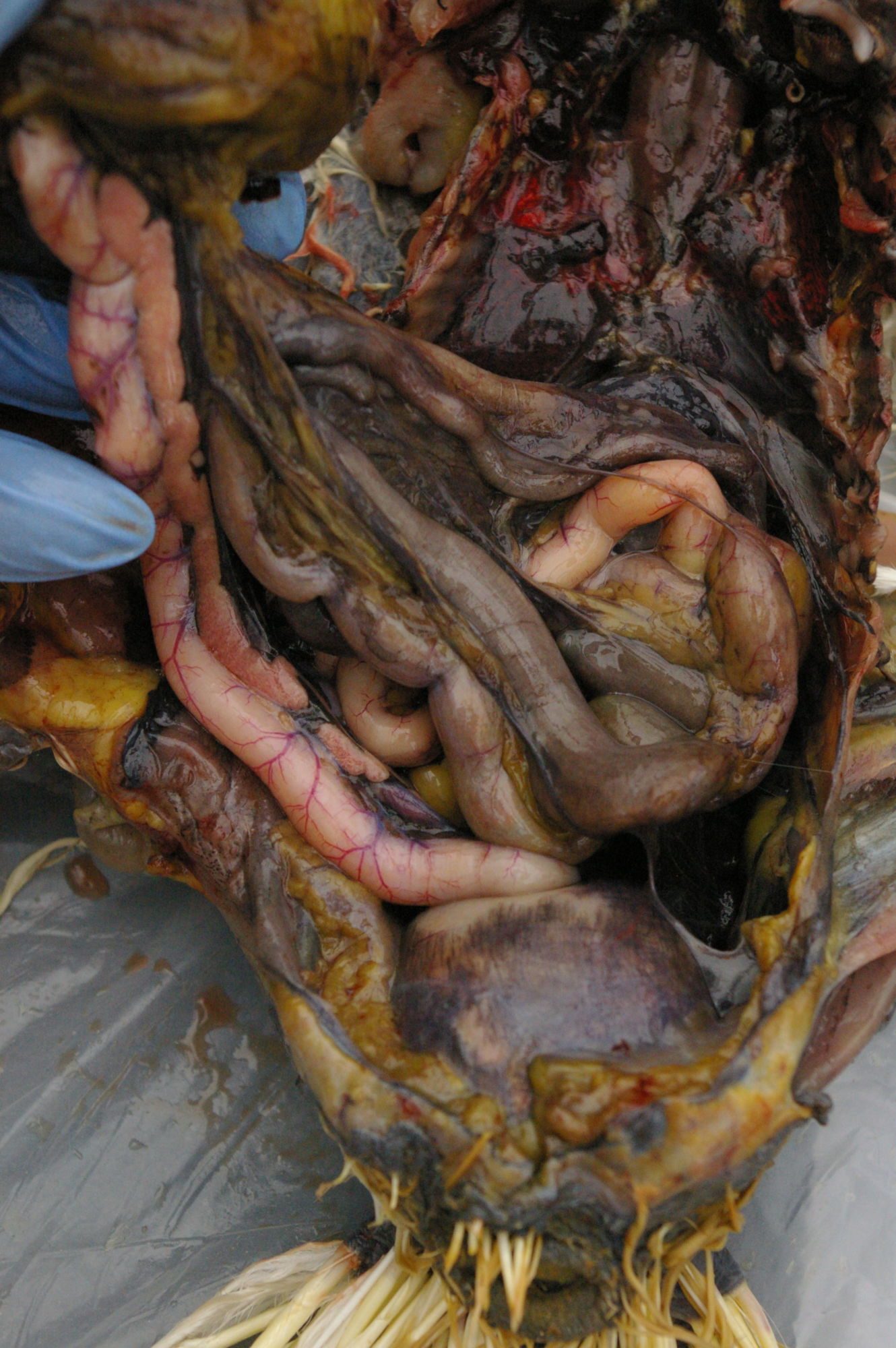 Small and large intestines. Note the enlarged cloaca: It's bloated with gas