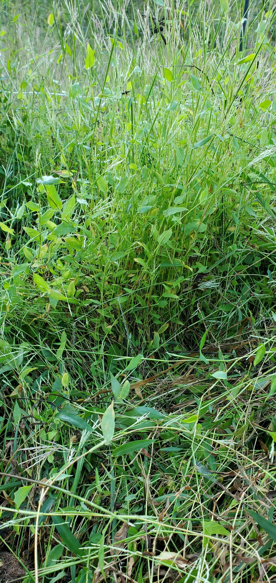 Small carpetgrass