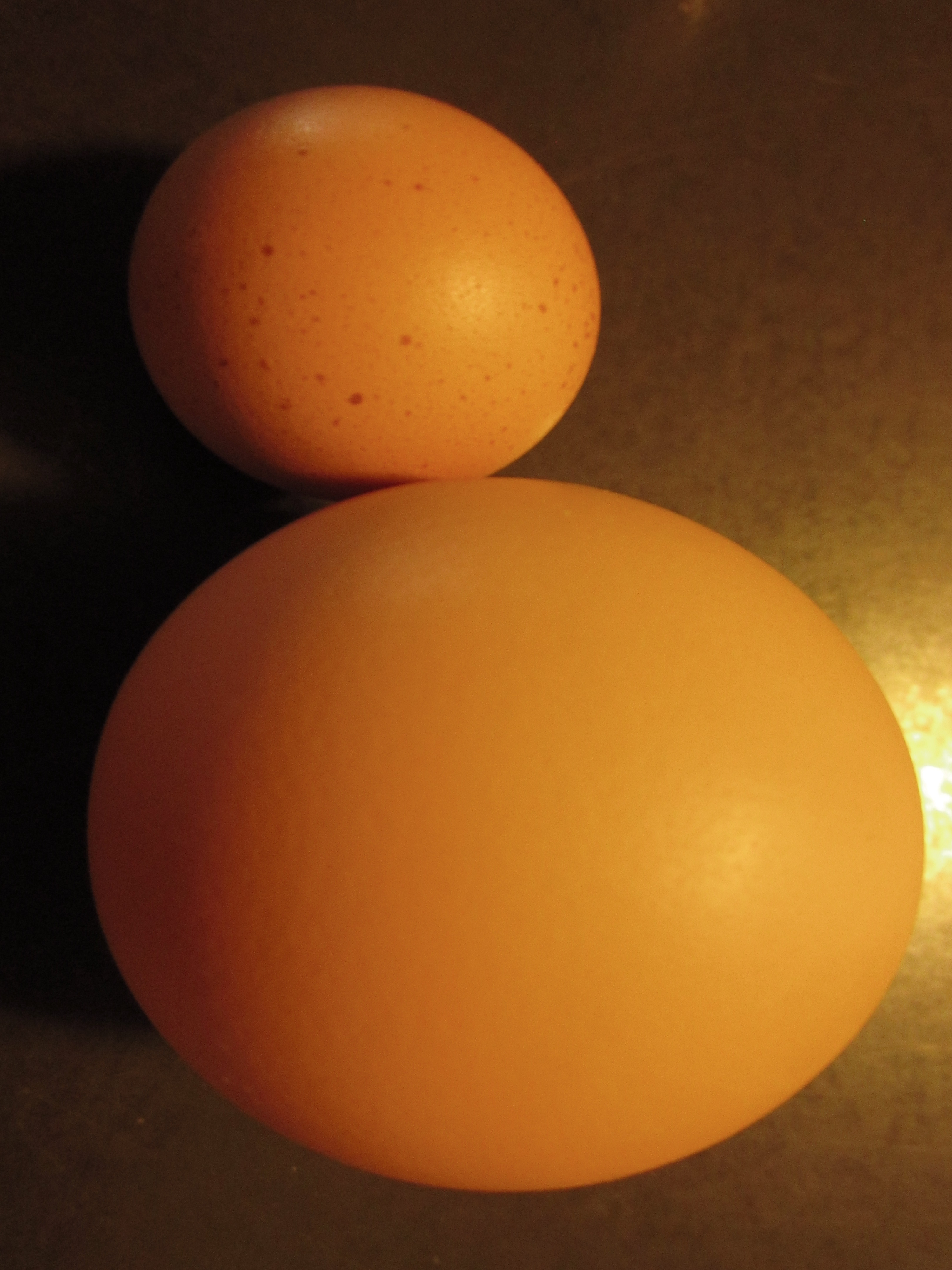 Small egg pictured w/ regular sized egg