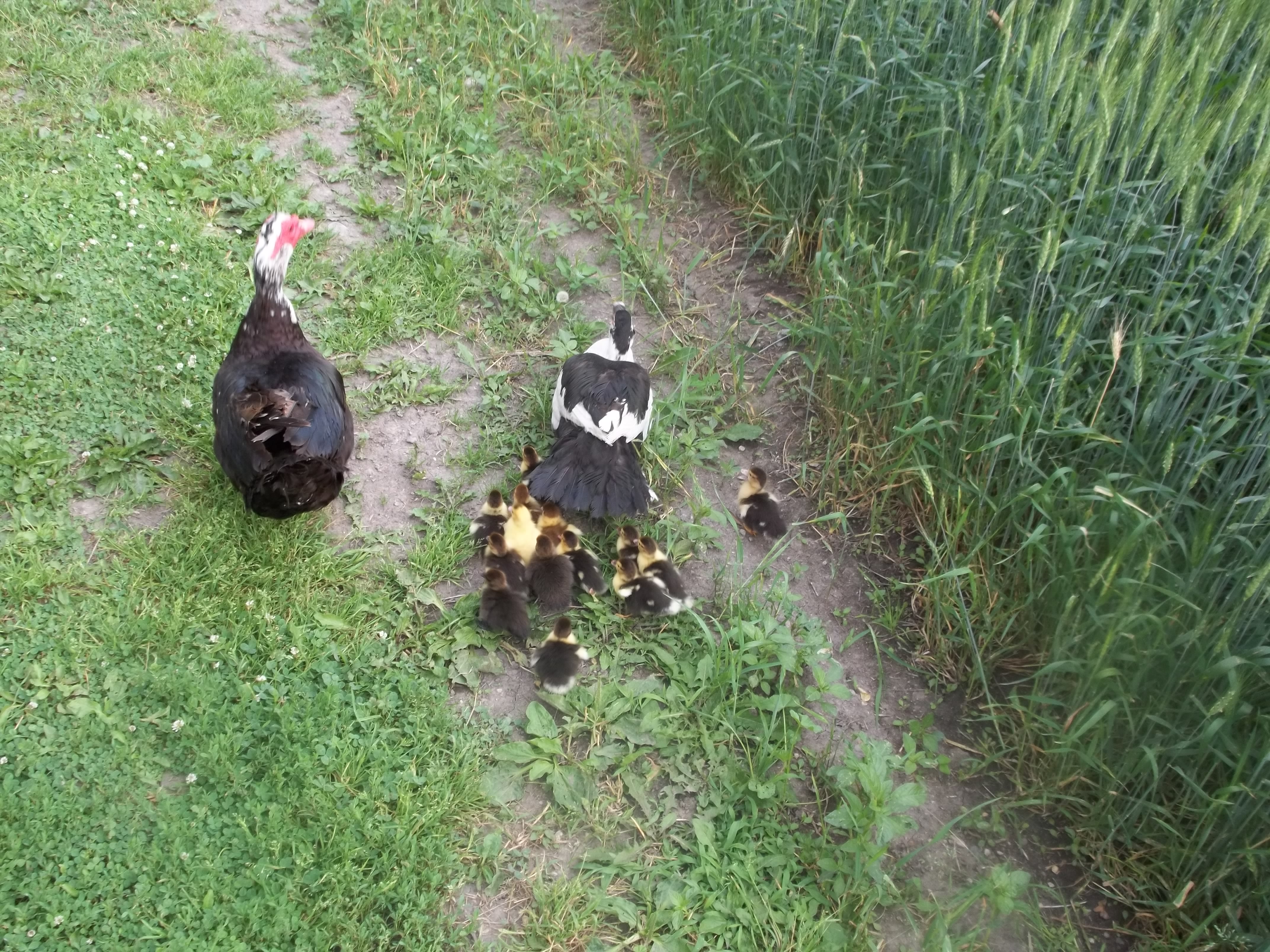 Small family of Muscovy's. Only had 40 or so this last summer. They breed worse then rabbits.