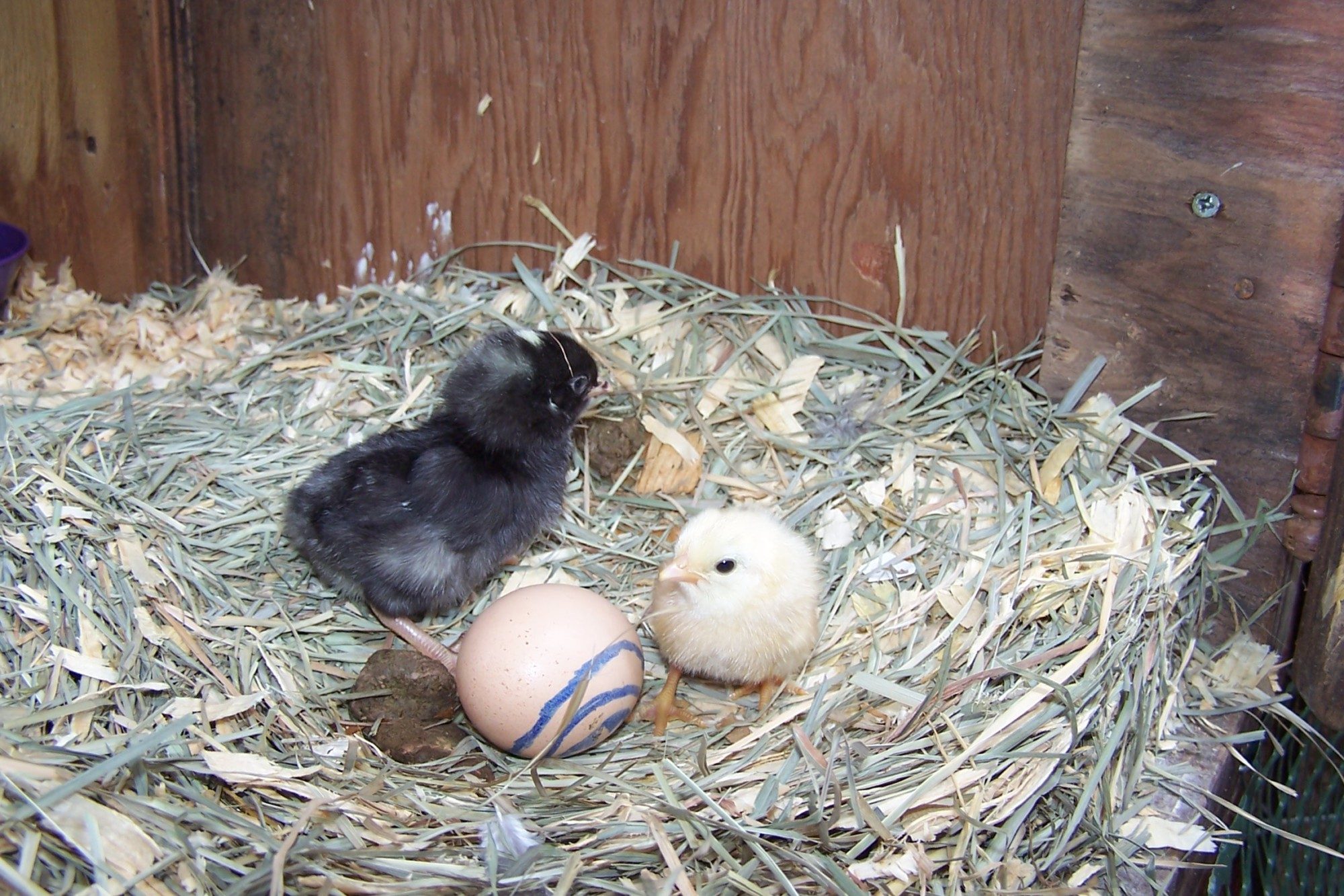 Small yellow chick hatched from banty size blue egg. Larger black chick I think is a Barred Rock (pretty sure).