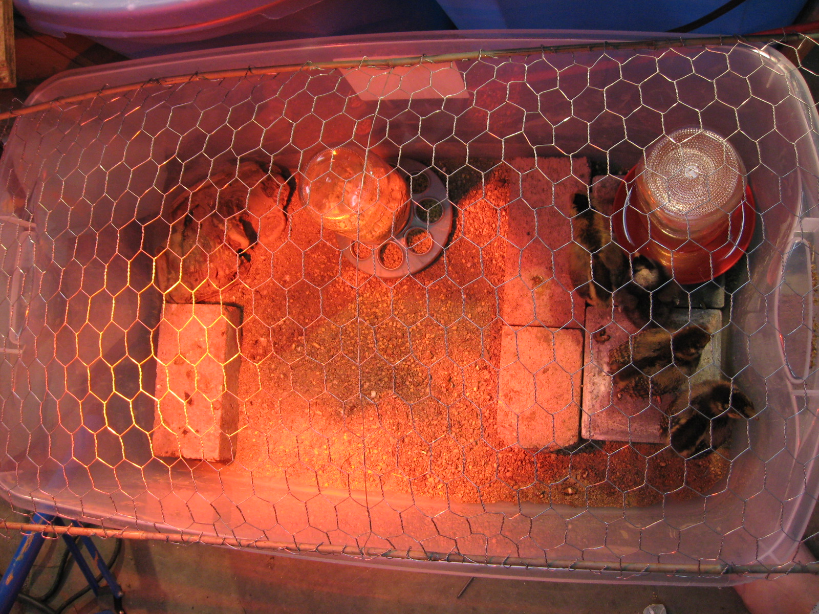 Smaller chick brooder with a chicken wire lid.