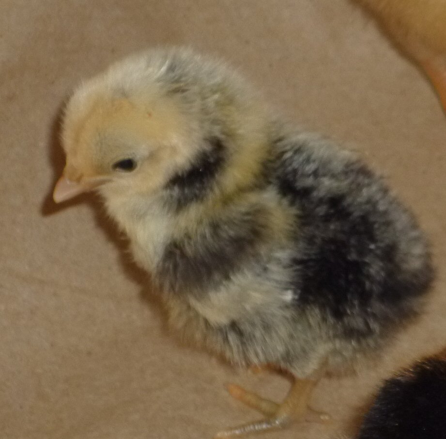 Smallest bantam