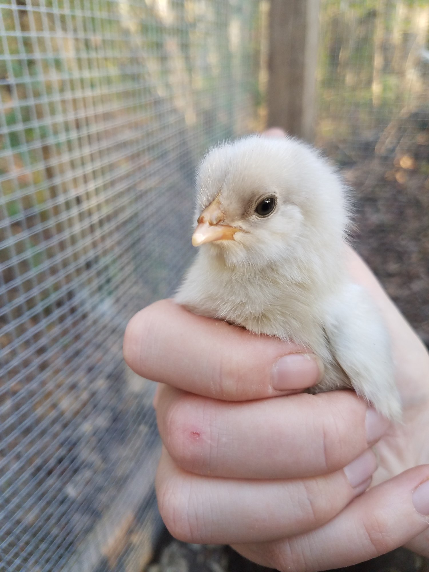 Smallest fluffy nugget