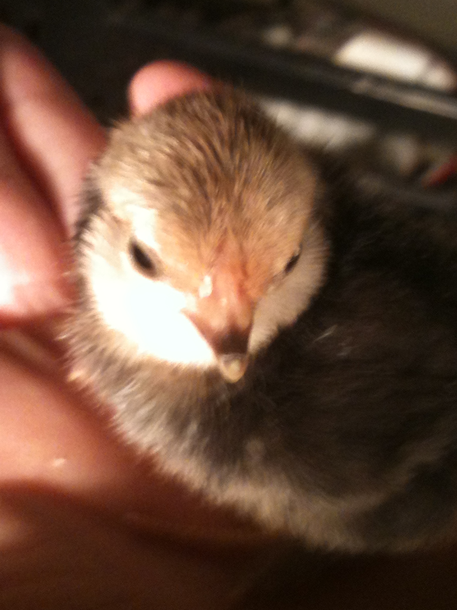 Smallest of the three ~ maybe a Buff Braham Bantam.  Has feathered feet.