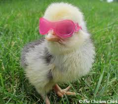 smart chick!