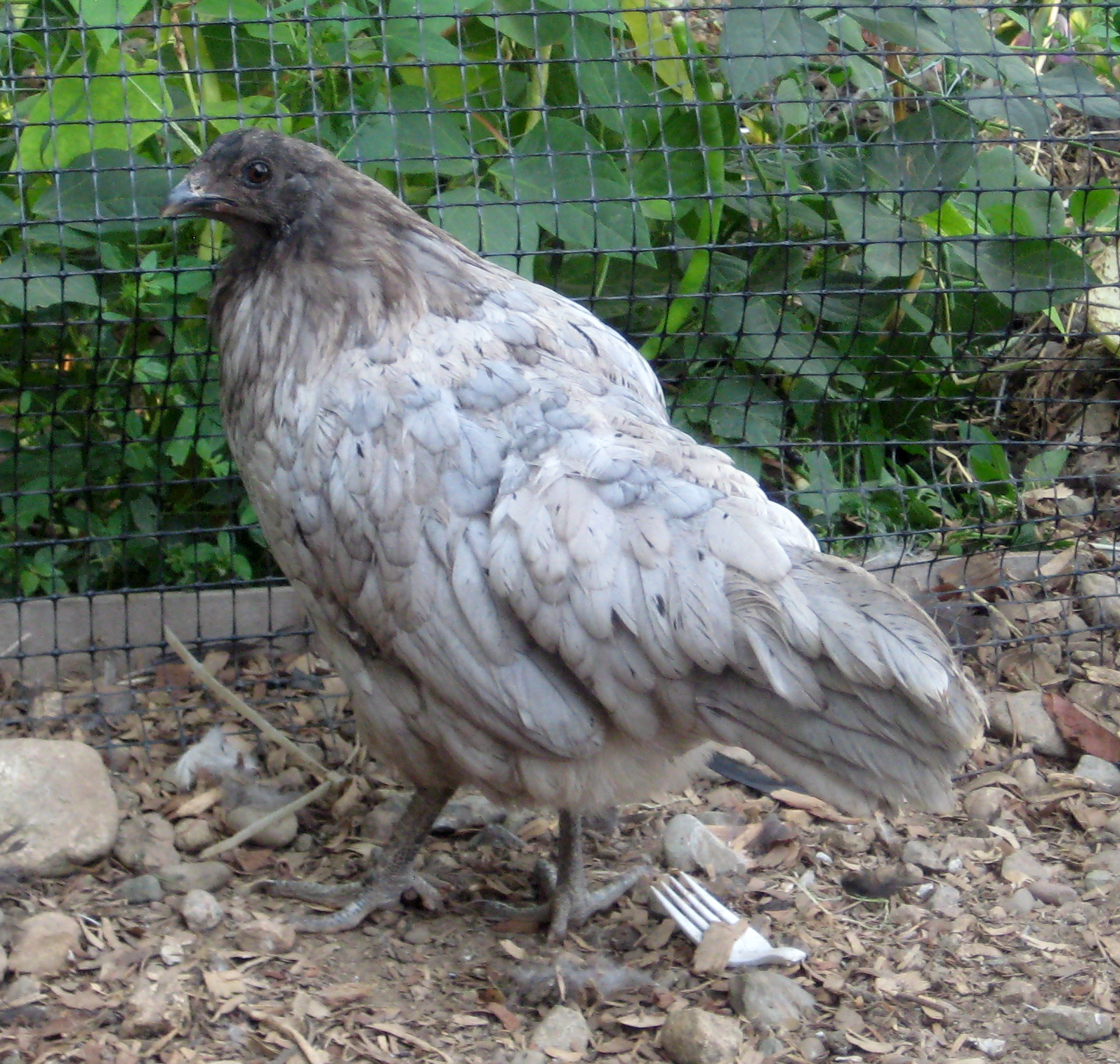 smartest bird in my flock, blue sumatra hen