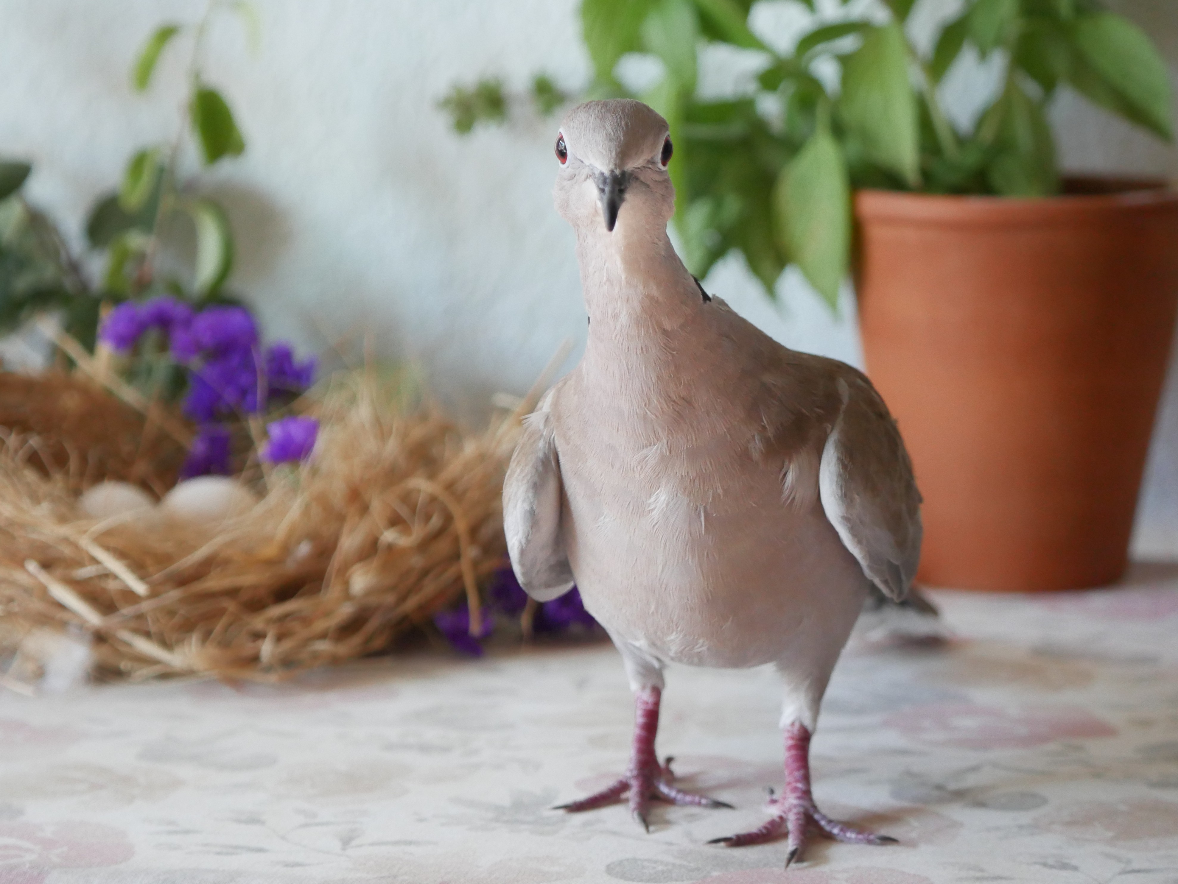 Smarty🕊️