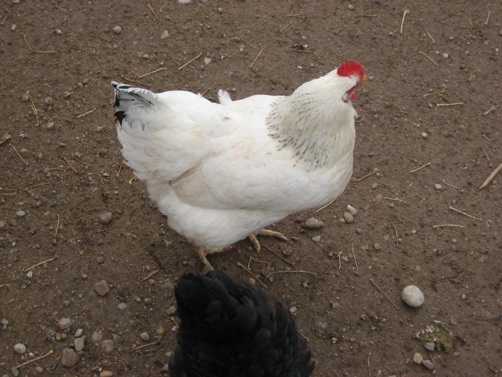 Smarty pants aka wide load..Del hen