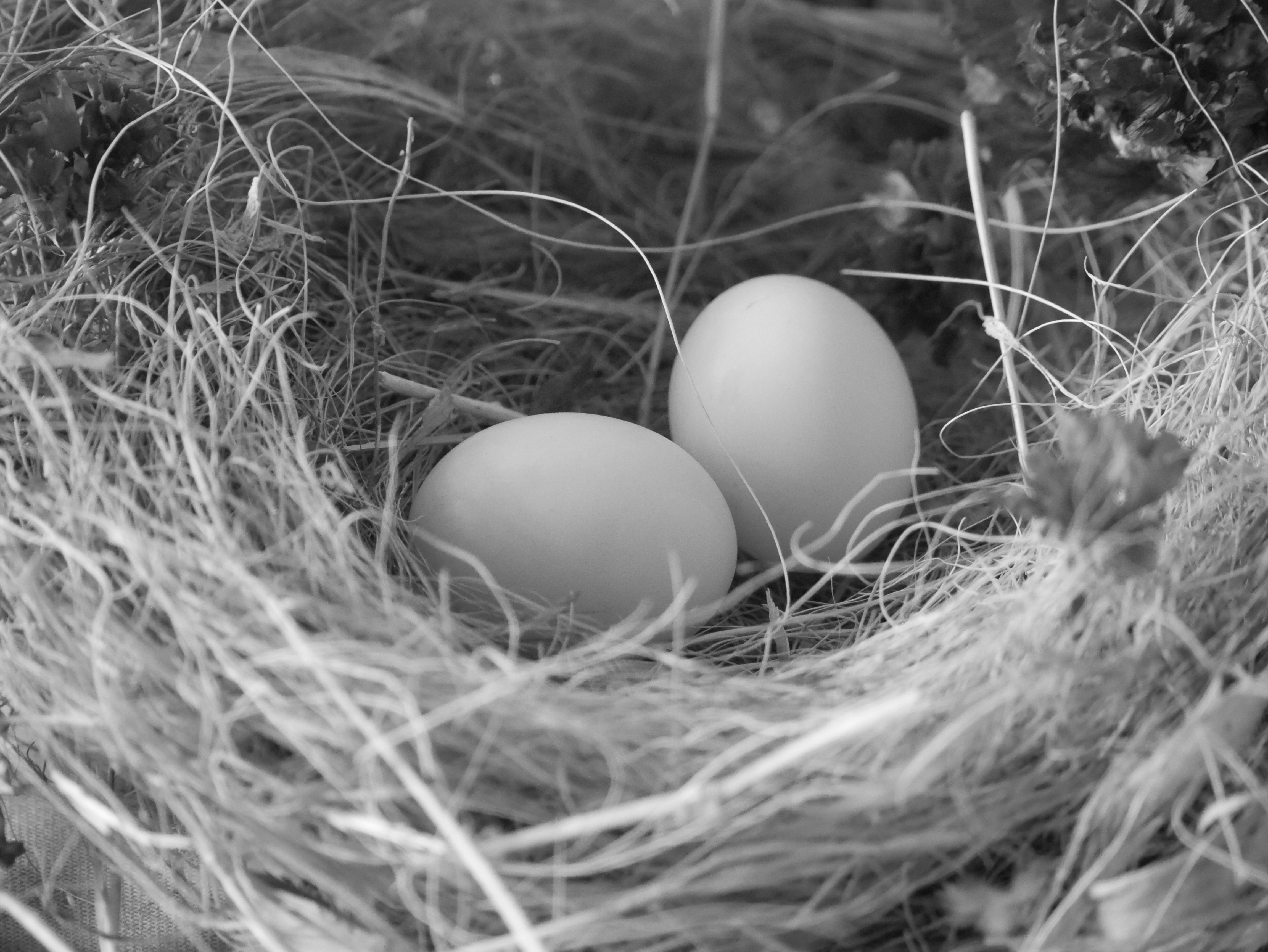 Smarty's eggs