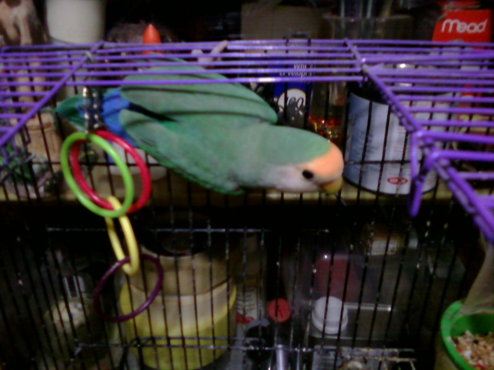Smeagle not too long before gollem chose Pippin as her mate and killed Smeagle