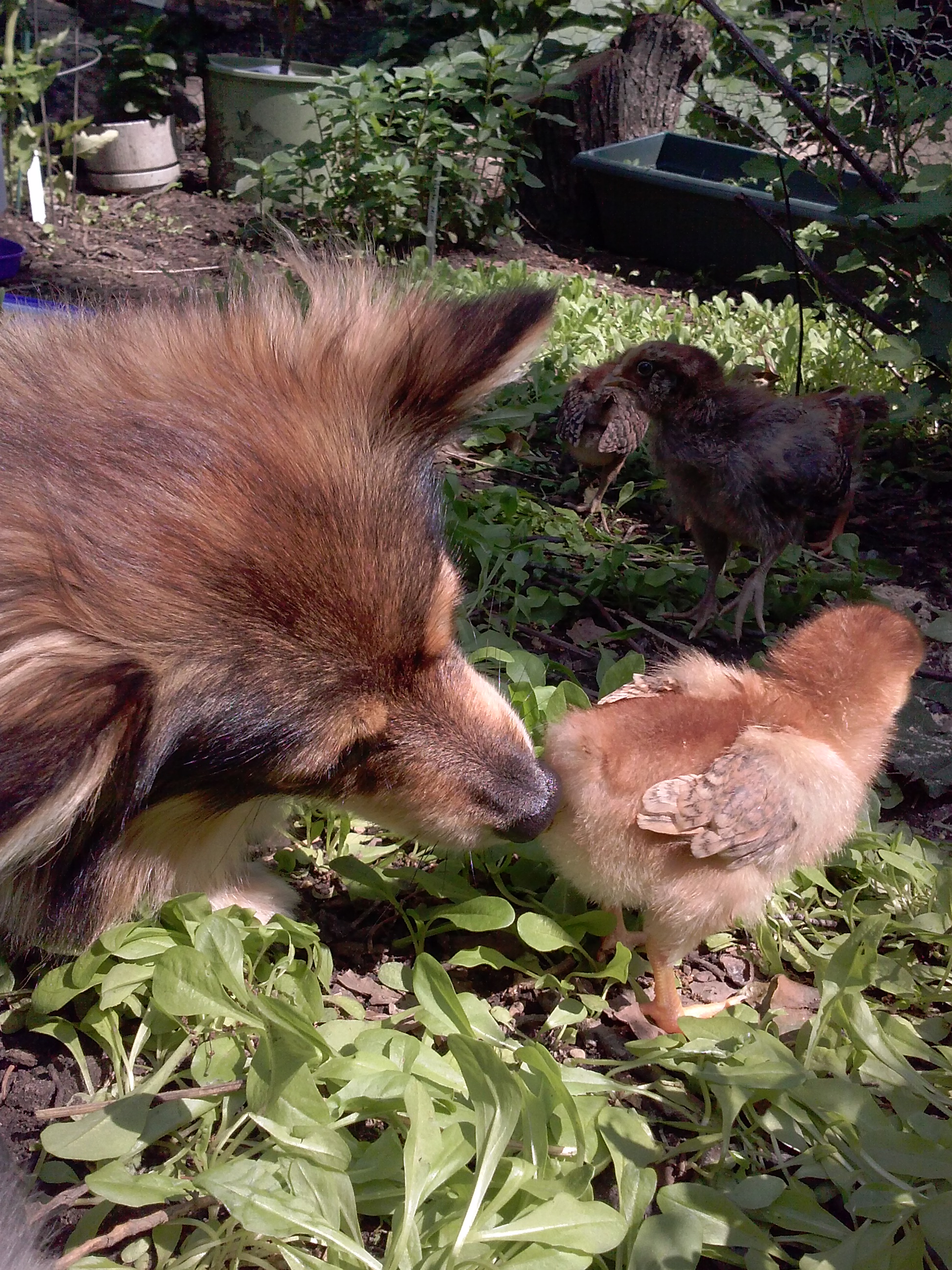 Smells like fresh chick!