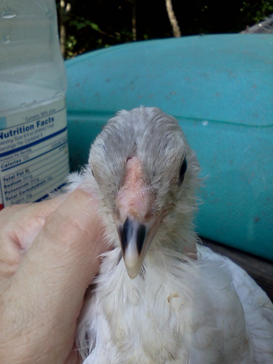 Smokey chicken 1 comb easter egger