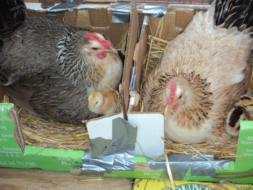 Smokey & Dove with chicklets