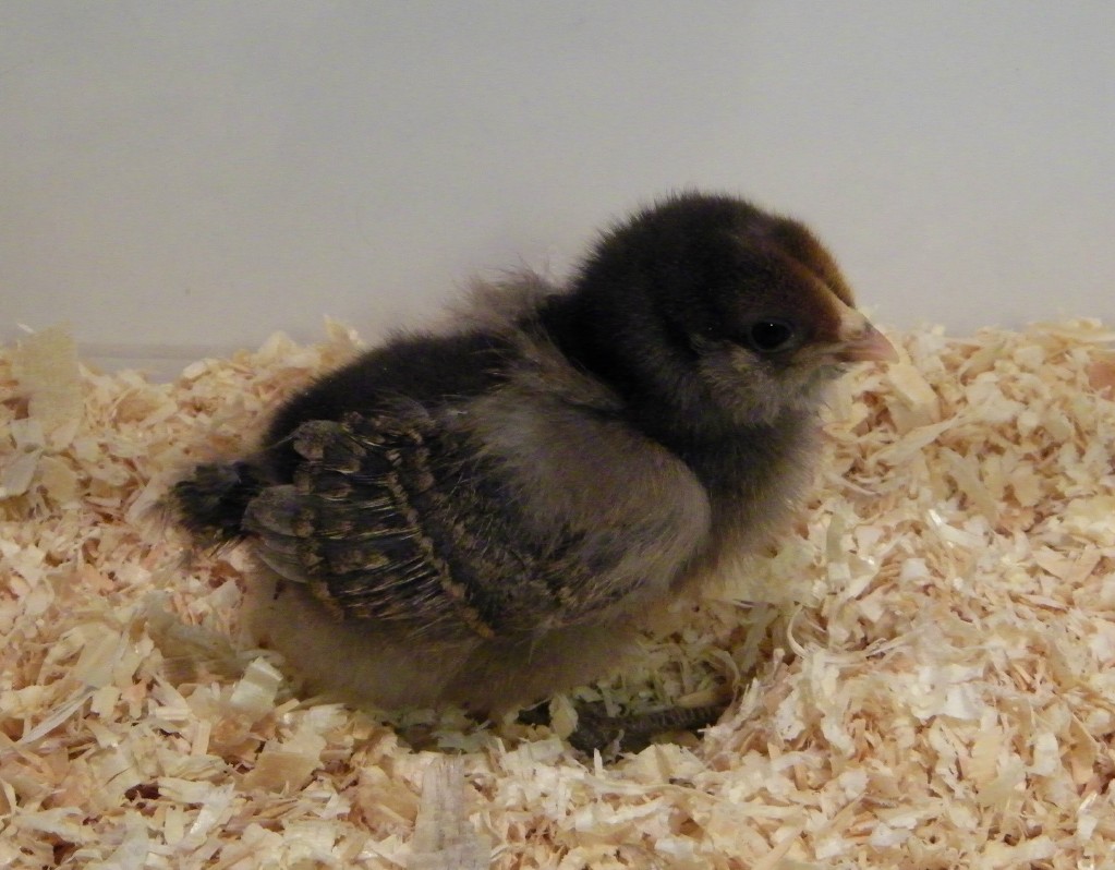 Smokey Easter Egger @ 1 wk