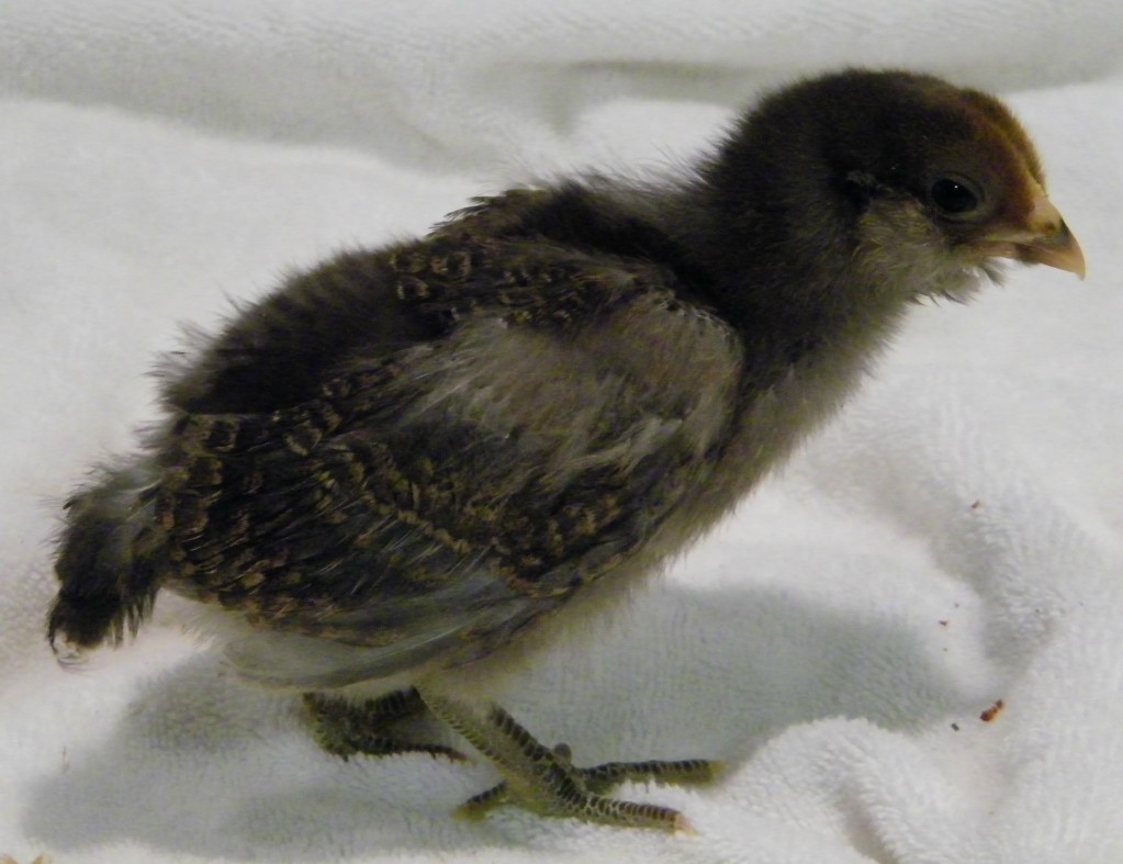 Smokey Easter Egger @ 2 weeks old