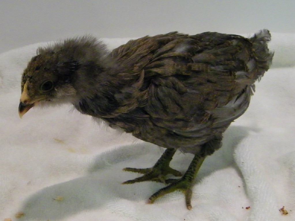 Smokey Easter Egger @ 3 1/5 weeks old