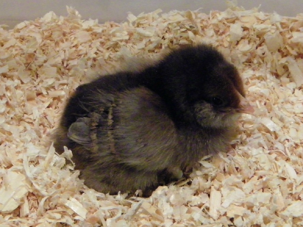 Smokey Easter Egger @ 3 days old