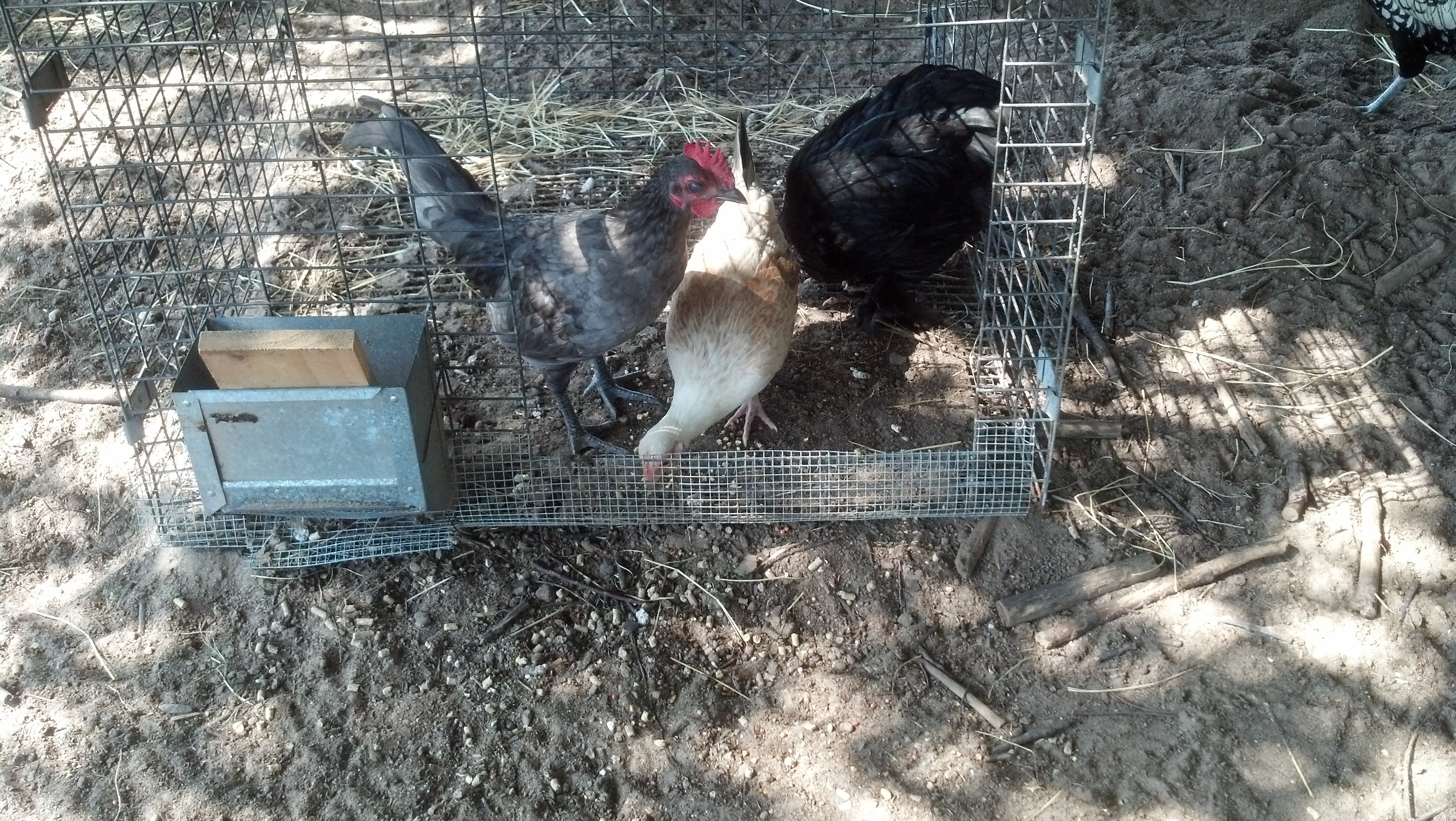 smokey gray bannie rooster, dove colored hen, black feather footed hen all bannines i got for my 2yr son for easter
