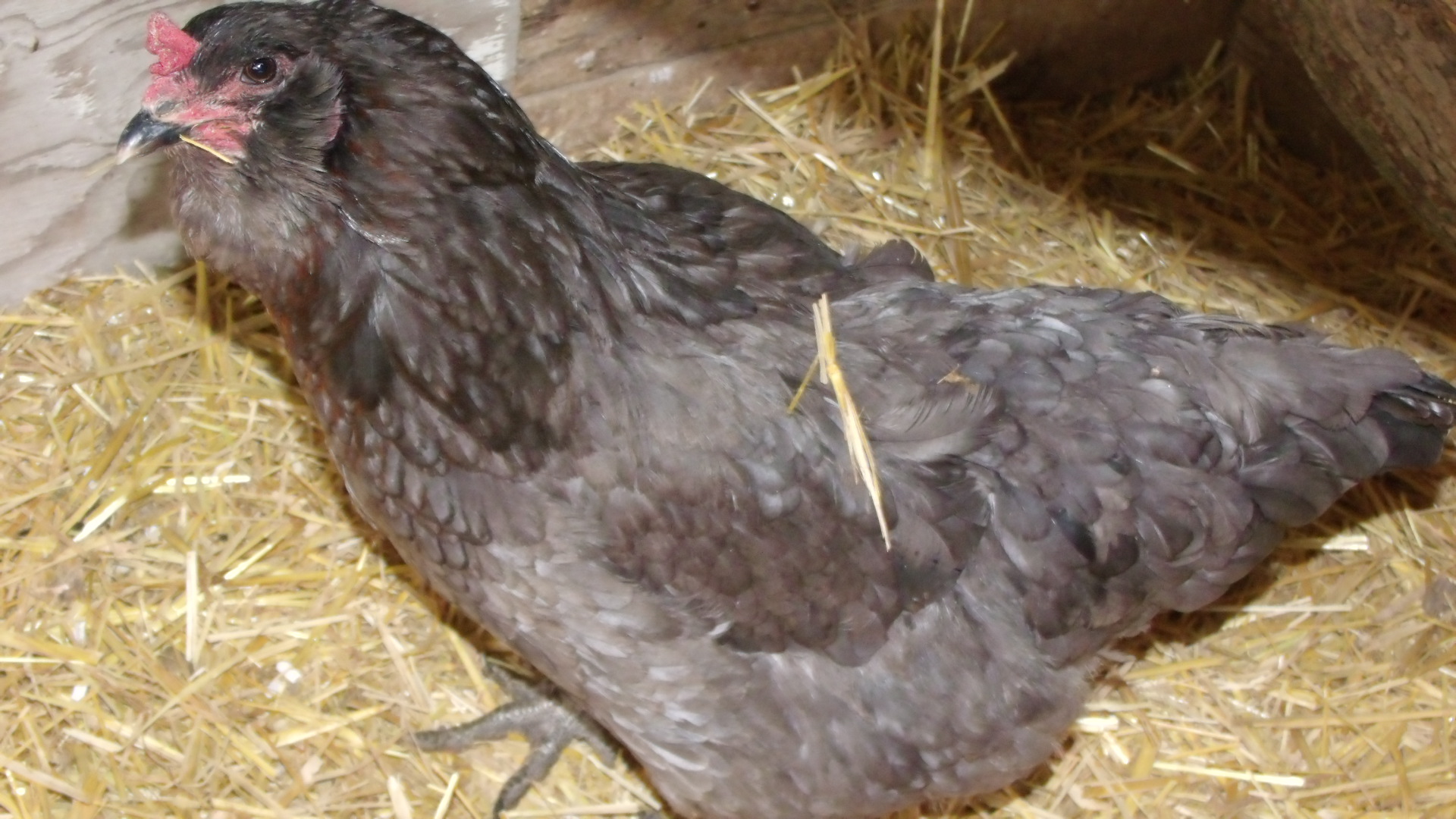 Smokey my black Ameracauna