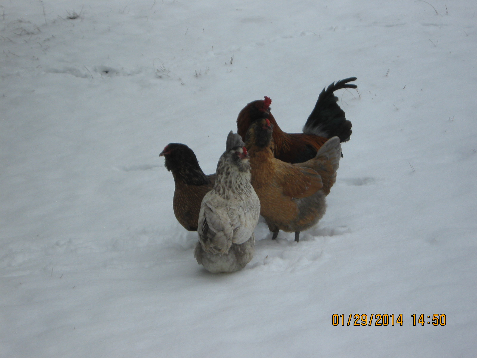 Smokie & Blondie w/ their brother and sister (haven't named them yet) - 1st time in snow!
