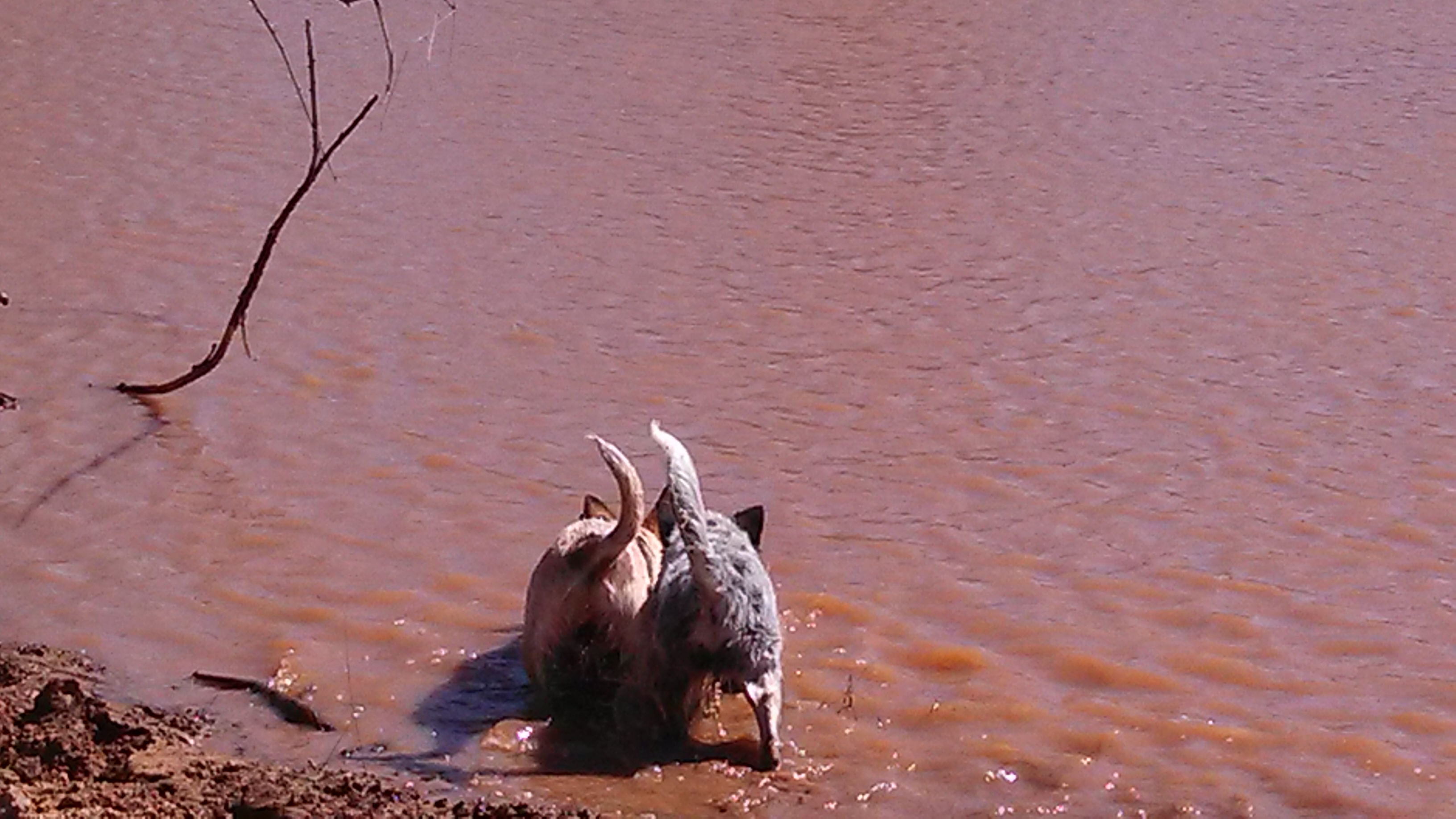 Smoky and Phoenix playing in a pond