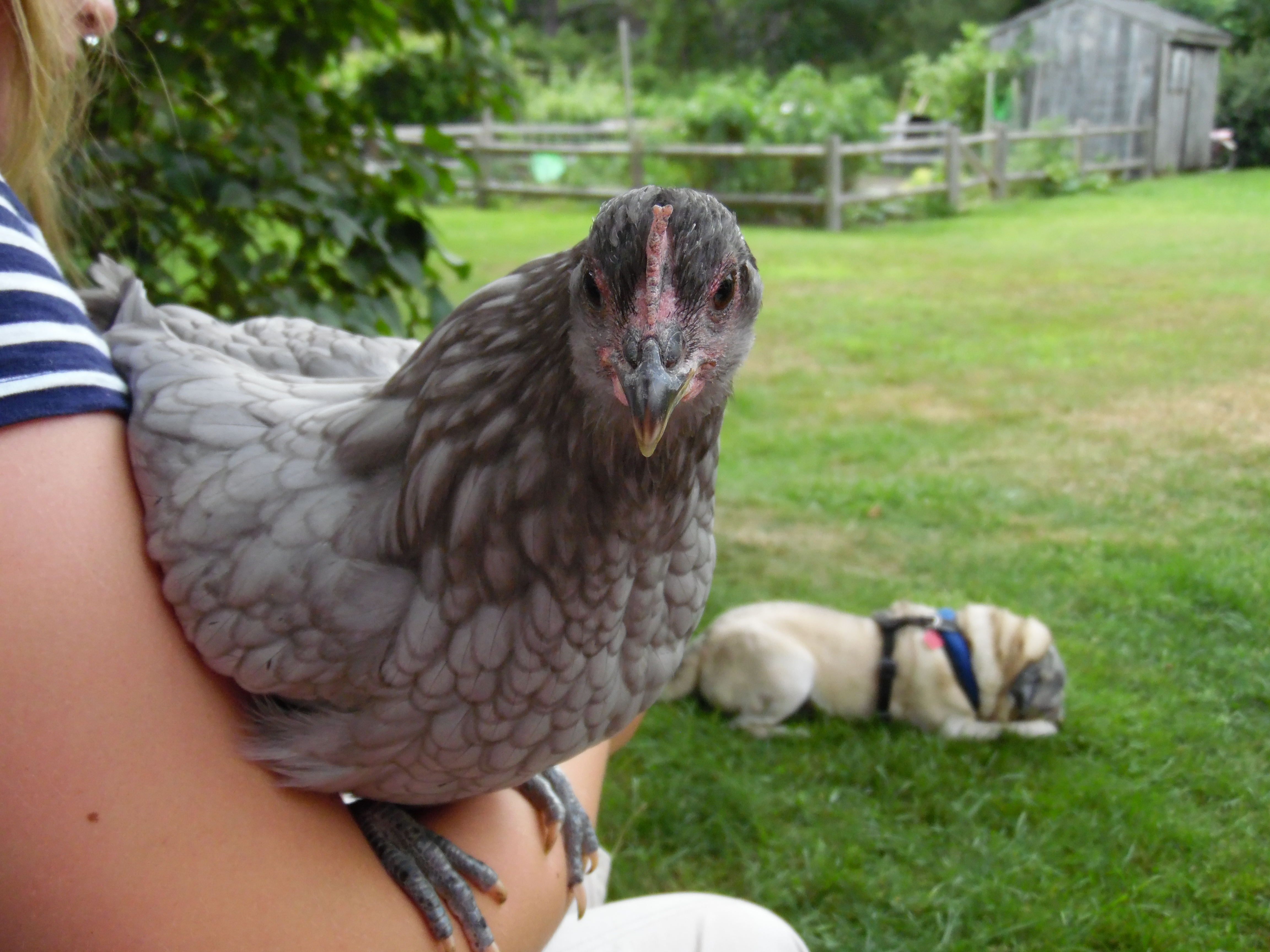 Smoky is a Blue Andalusian who gets along with chickens, people and pugs!!  Shown here with my granddaughter Rachel.
