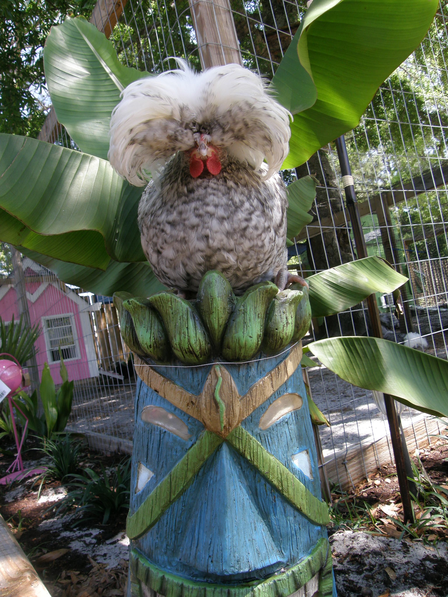 Smooth feathered bantam polish cuckoo male