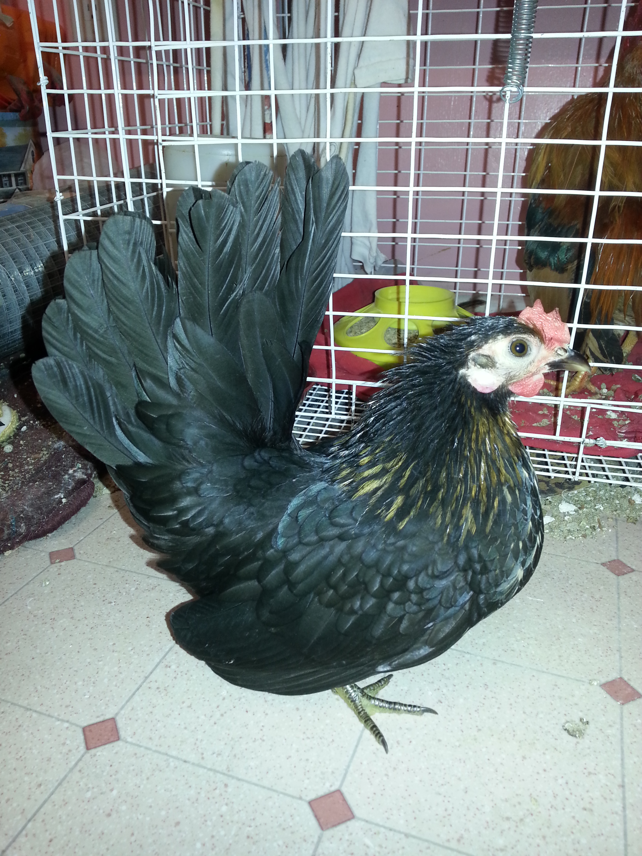 Smooth Hen. No name.