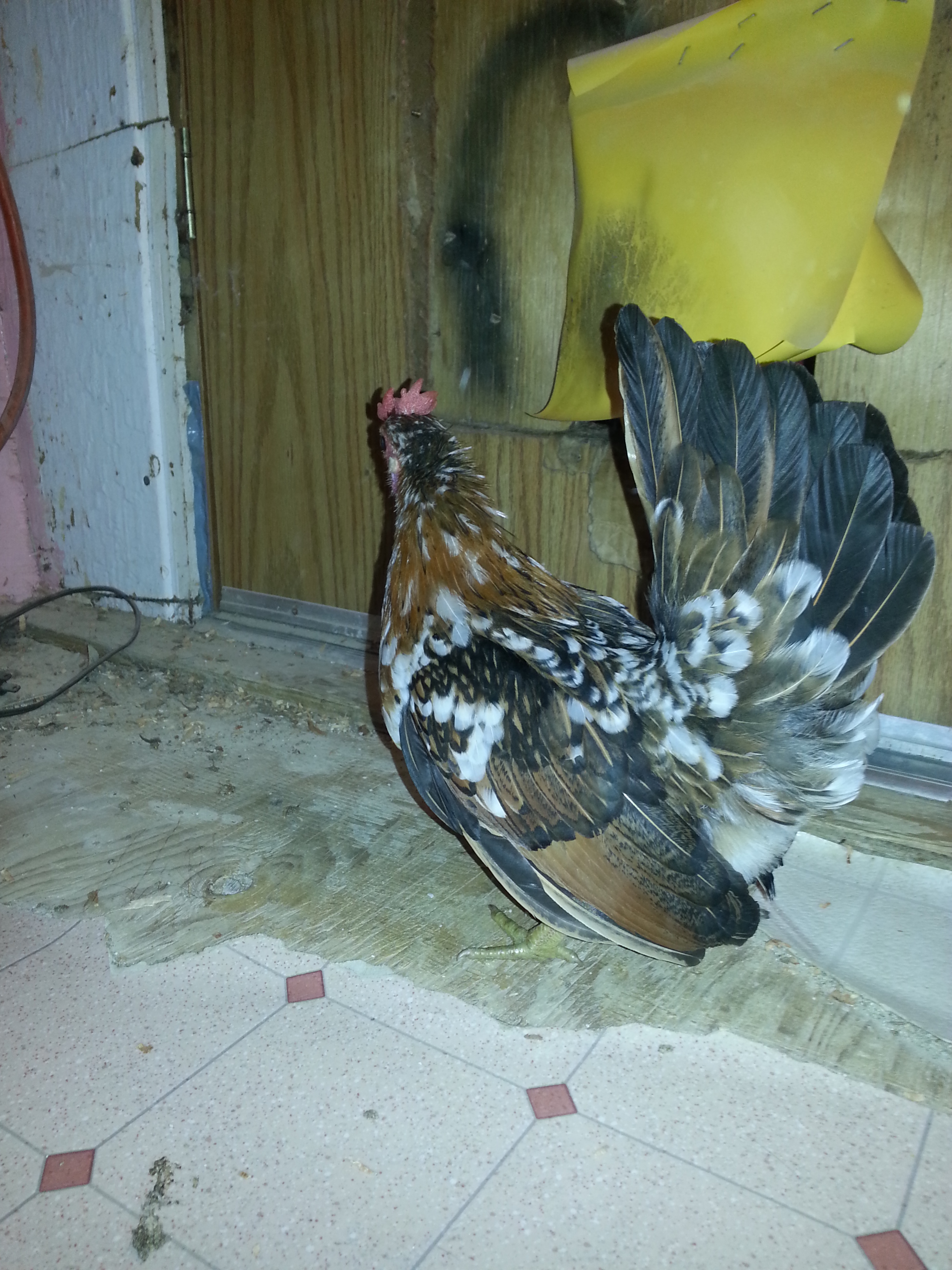 Smooth Hen.  No name.