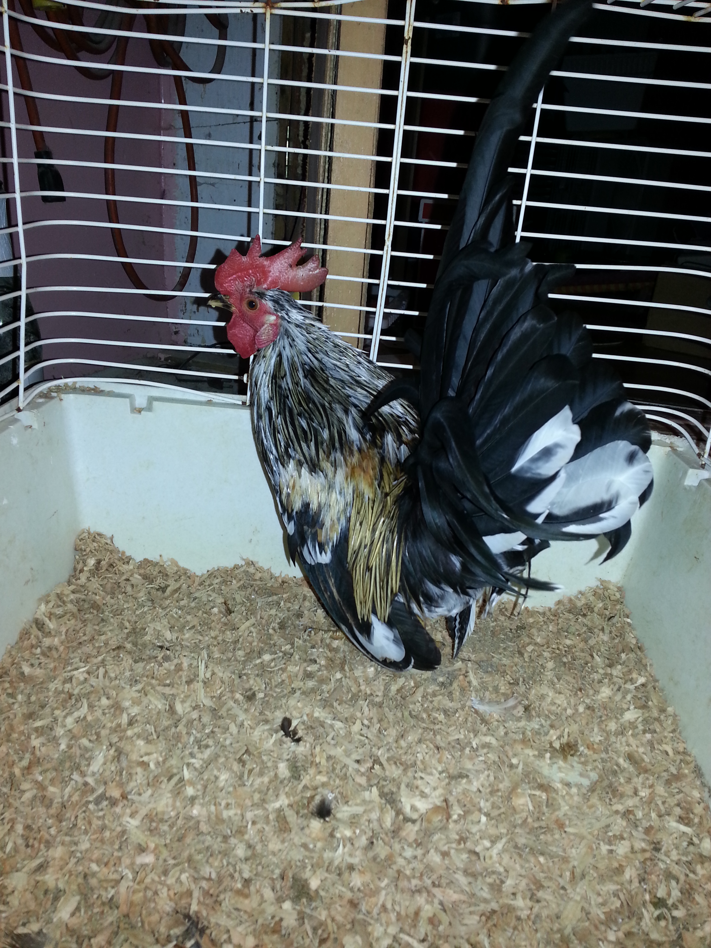 Smooth Roo.  No name.  For Sale
