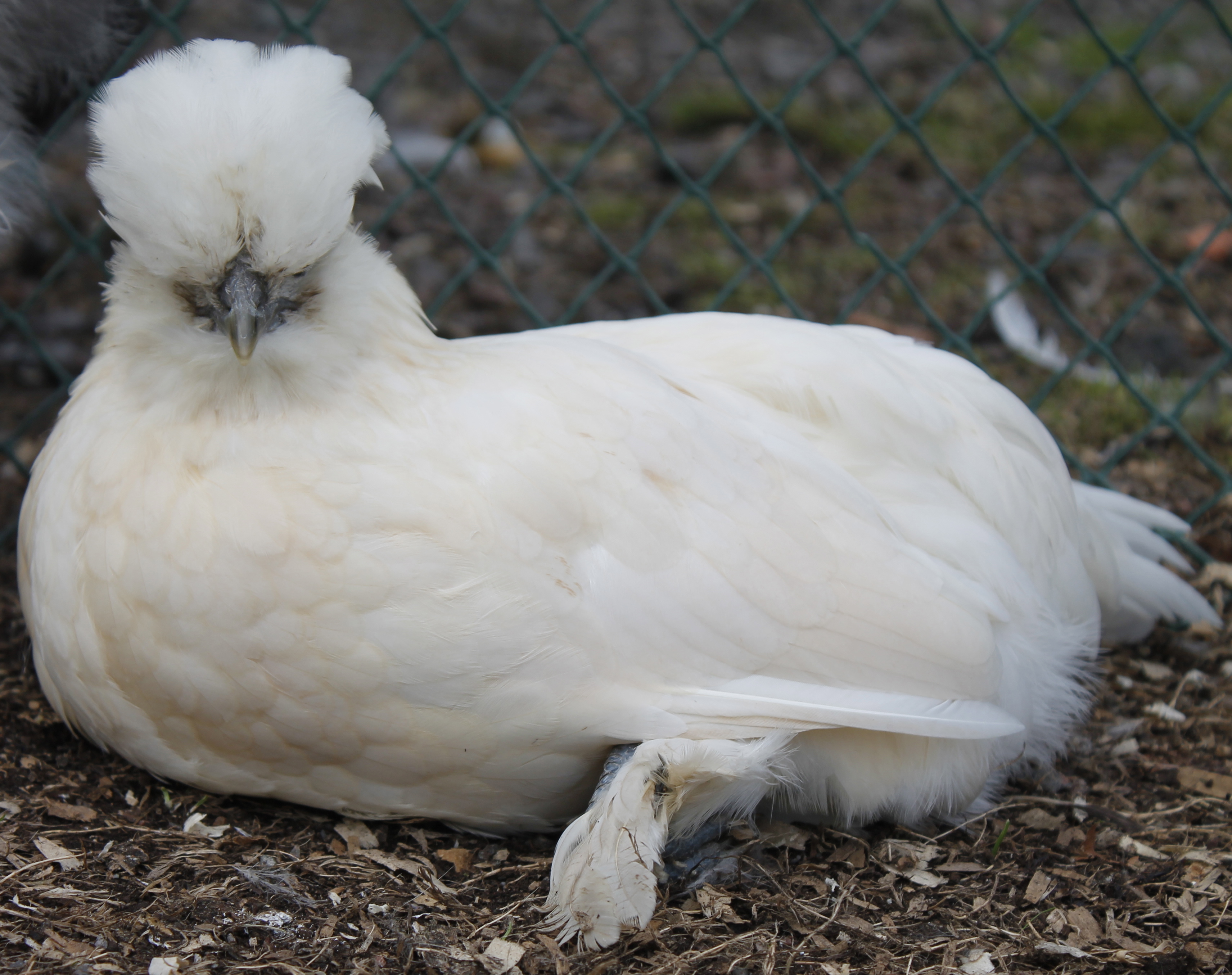 Smooth Sizzle - 13 weeks