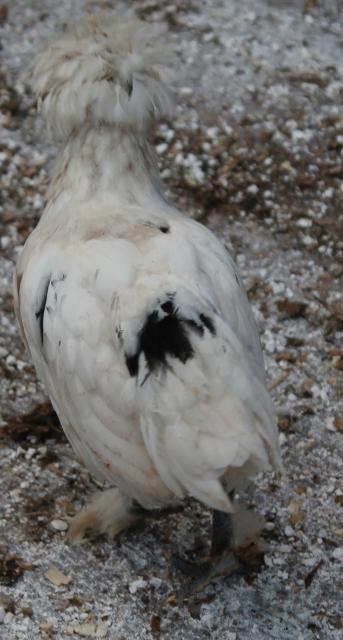 Smooth Sizzle - 7 weeks