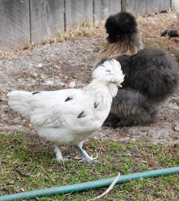 Smooth sizzle pullet - 1st generation & Phyllis in the background